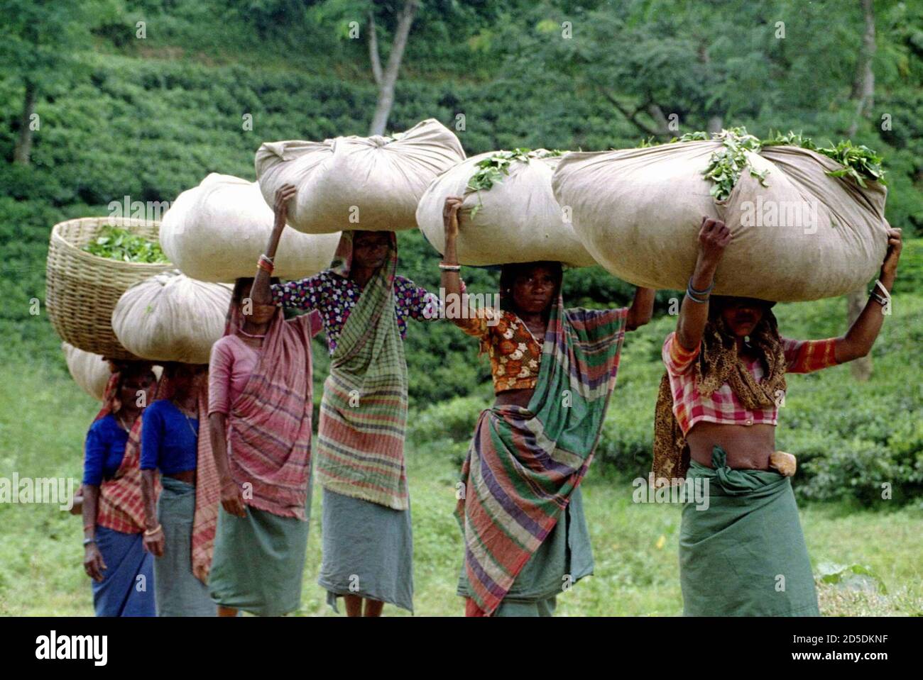 Tea Garden In Sylhet Bangladesh High Resolution Stock Photography And Images Alamy Get the latest weather forecast in sylhet stadium, sylhet, bangladesh cricket for today, tomorrow, and the next 14 days, with accurate time in sylhet stadium, sylhet is mon 15th mar 7:34 pm |. alamy