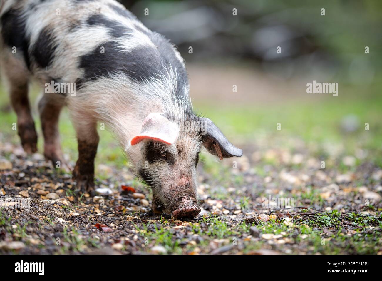 Piglets and pigs feed on The New Forest forest floor searching for acorns and other nuts as part