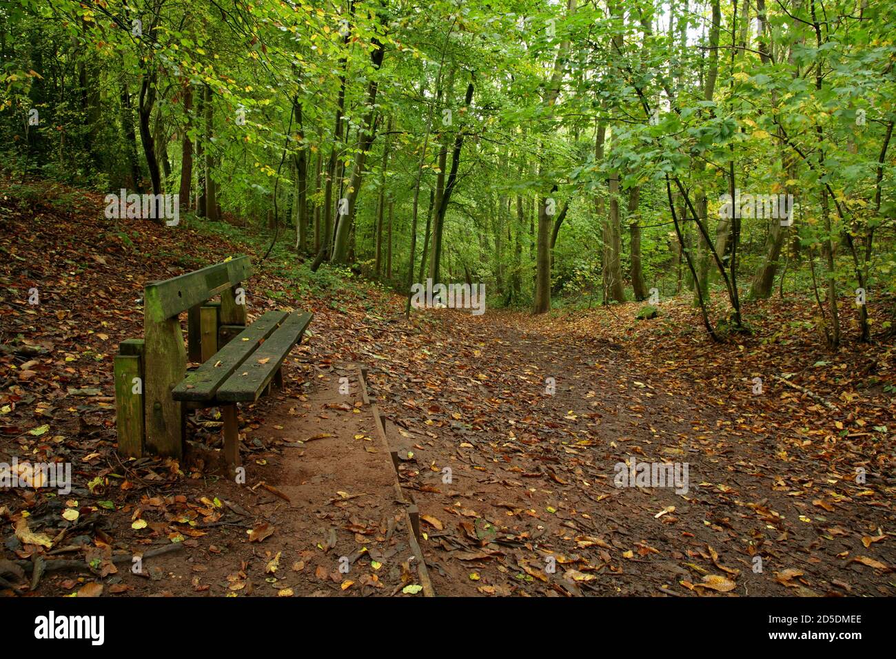 Public footpath in the woods on Kinver edge, Staffordshire, England, UK. Stock Photo