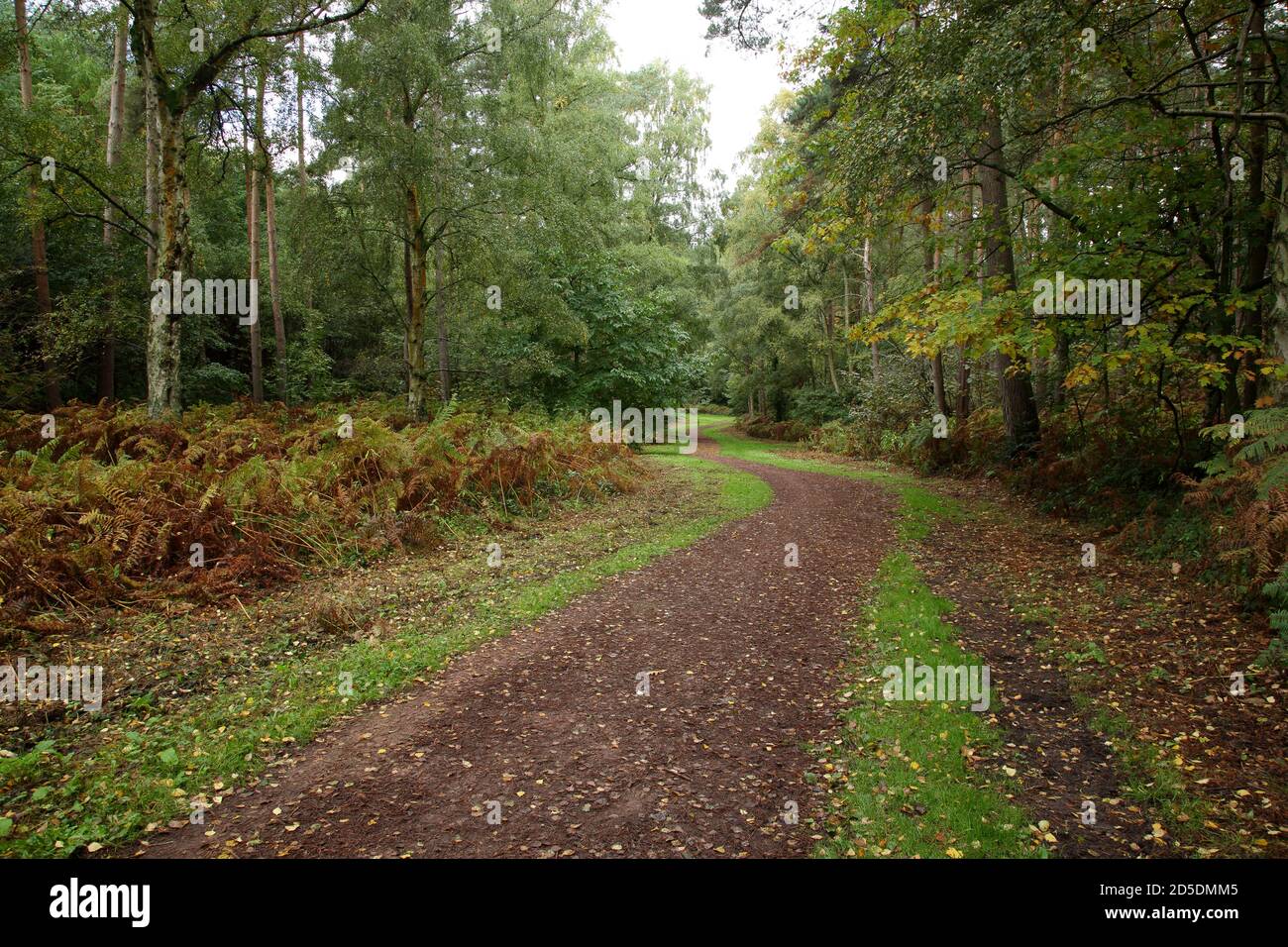 Public footpath in the woods on Kinver edge, Staffordshire, England, UK. Stock Photo