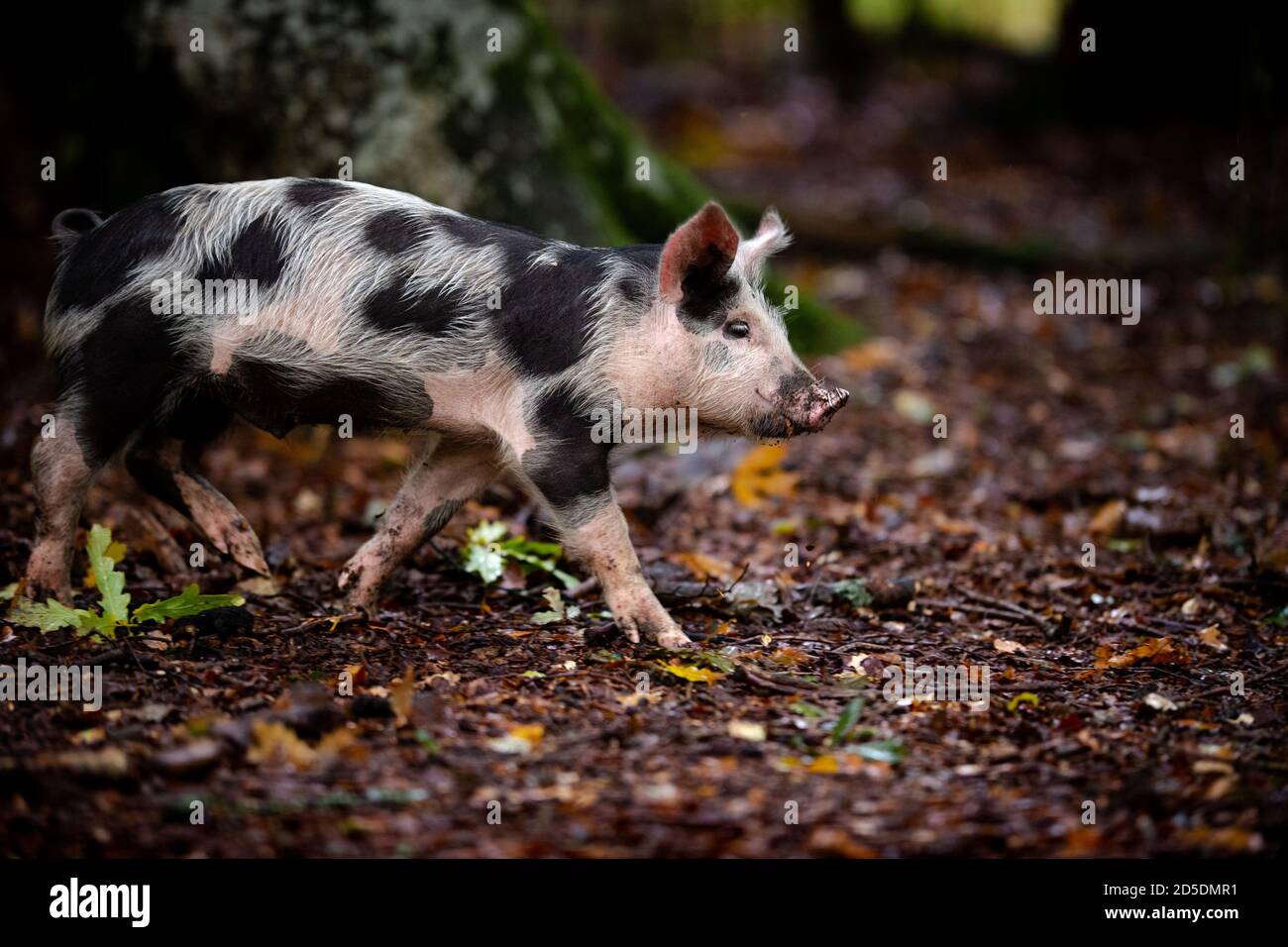 Piglets and pigs feed on The New Forest forest floor searching for acorns and other nuts as part