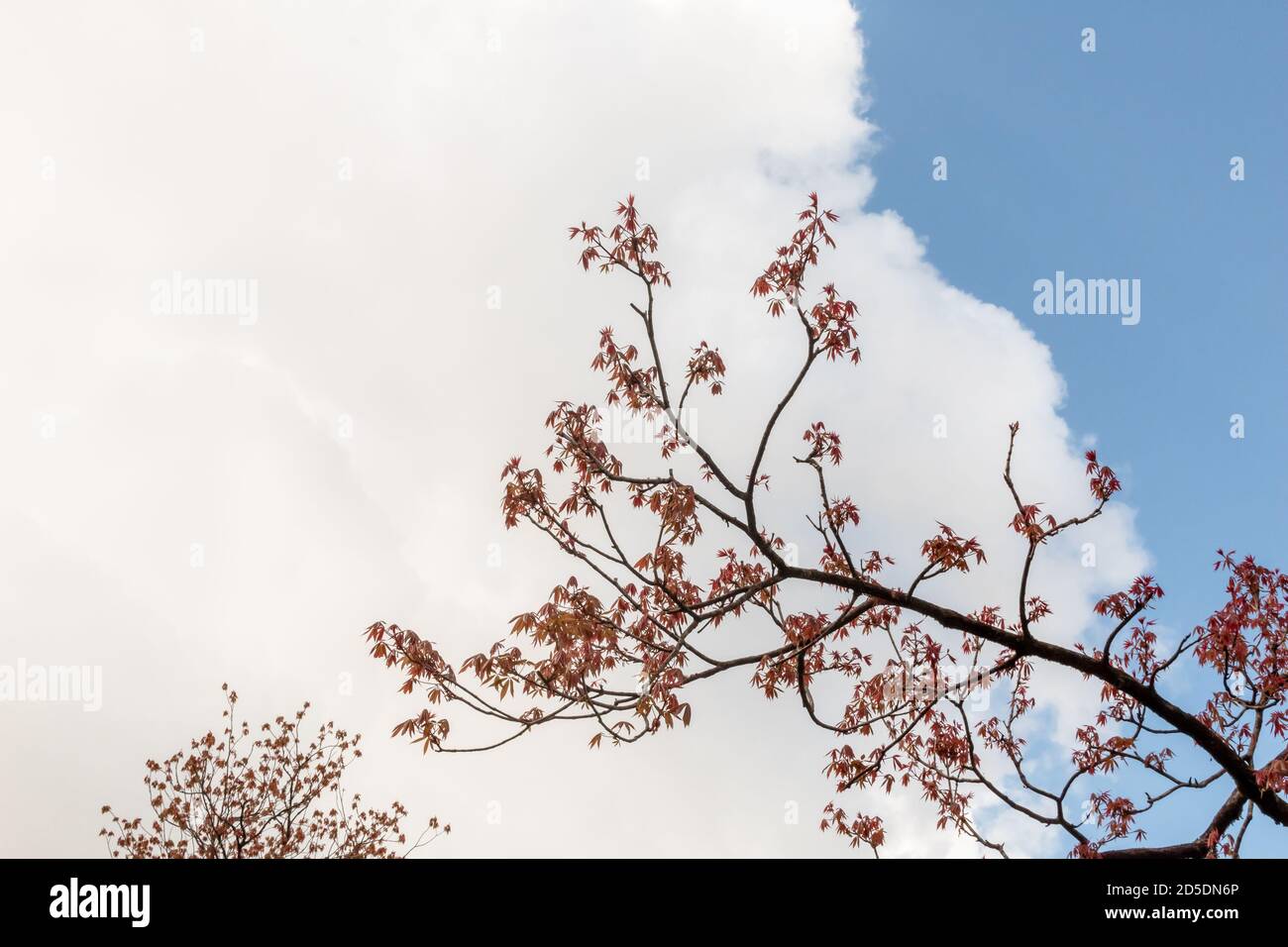 Maple leaves on the branches of a tree against white clouds on a blue ...