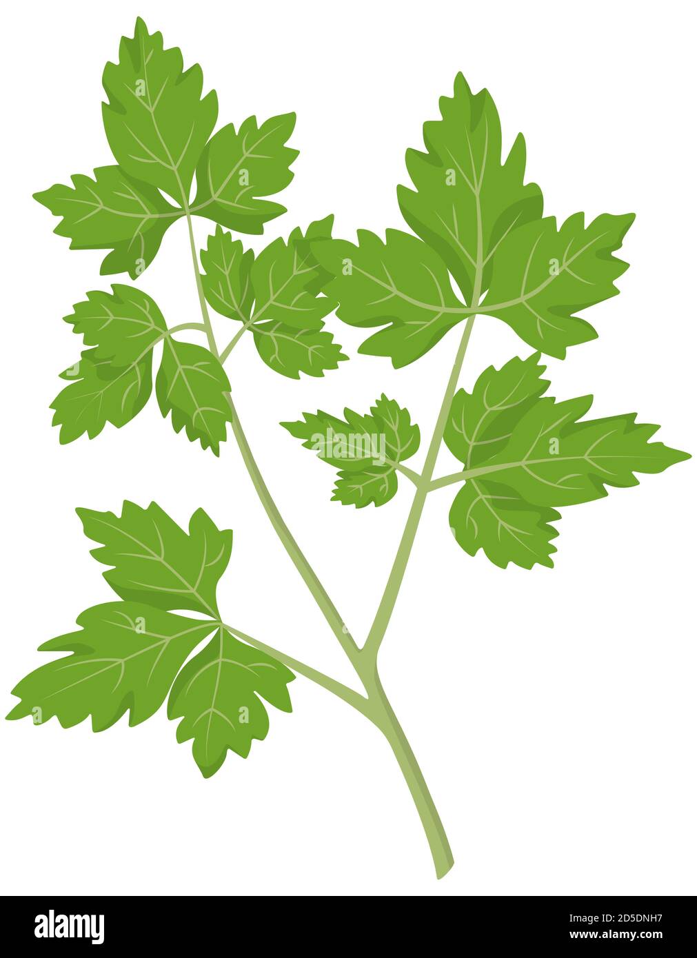 Parsley in cartoon style. Fresh herb isolated on white background Stock