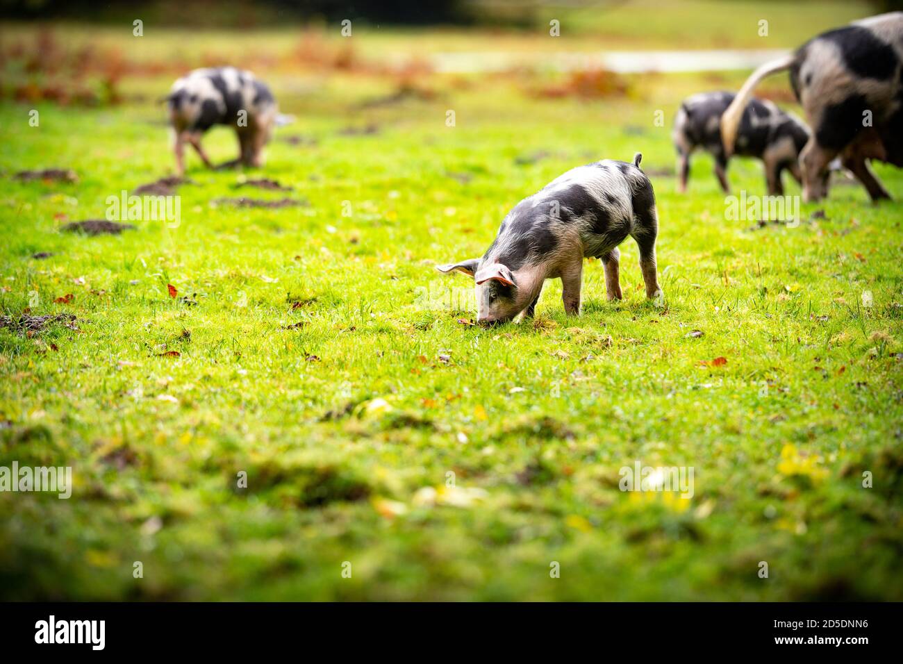 Piglets and pigs feed on The New Forest forest floor searching for ...