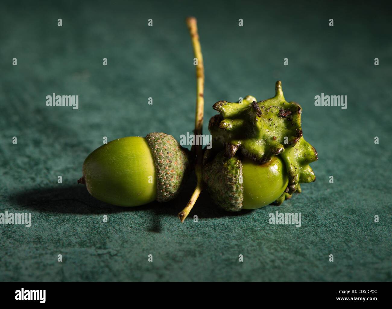 Two acorns on the same twig one perfect and one disfigured as a knopper gall. The image could be used as a concept image showing two sides of a story. Stock Photo