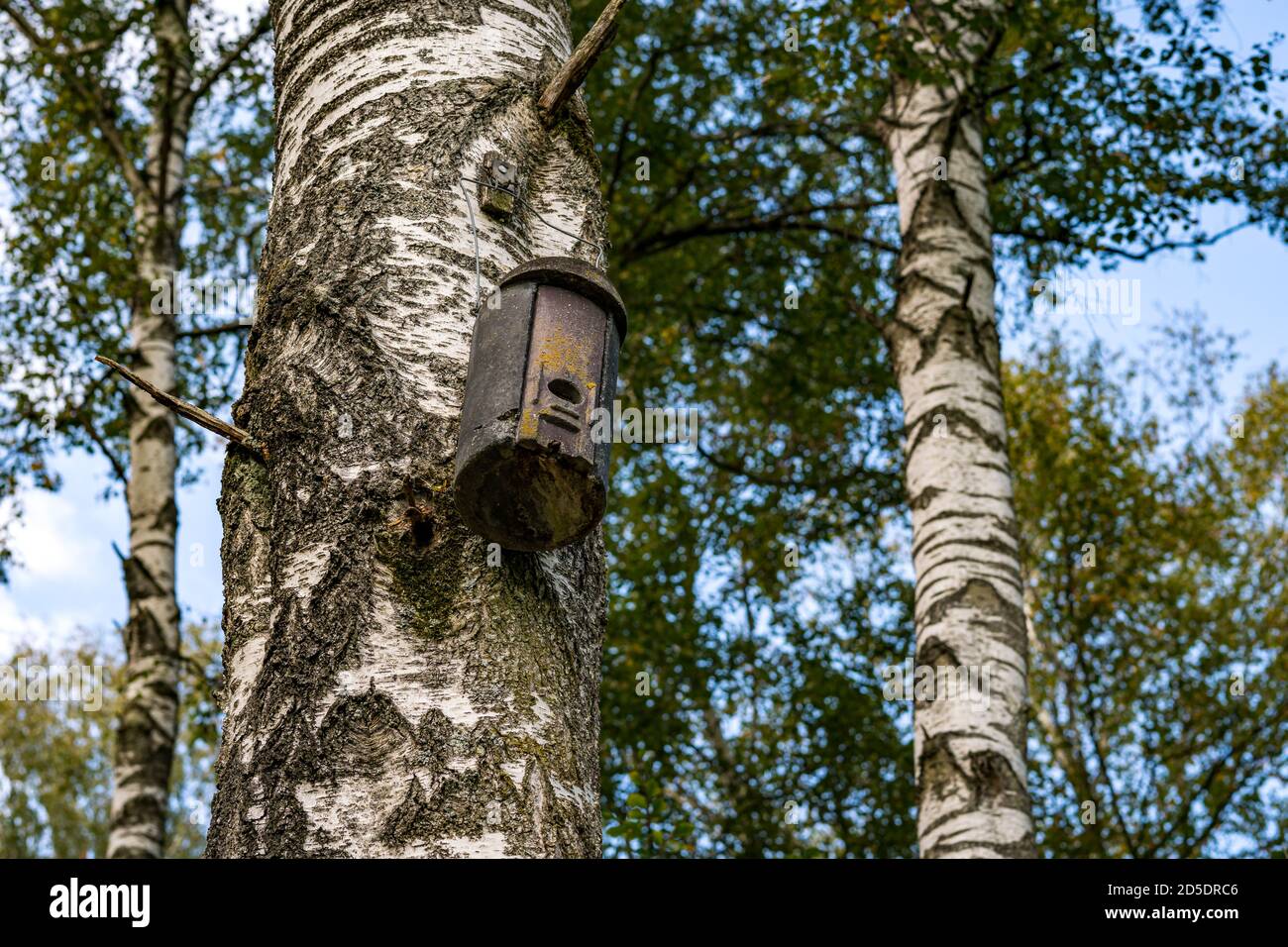 Birch hardwood with bird's nest on the tree in nature reserve in Upper