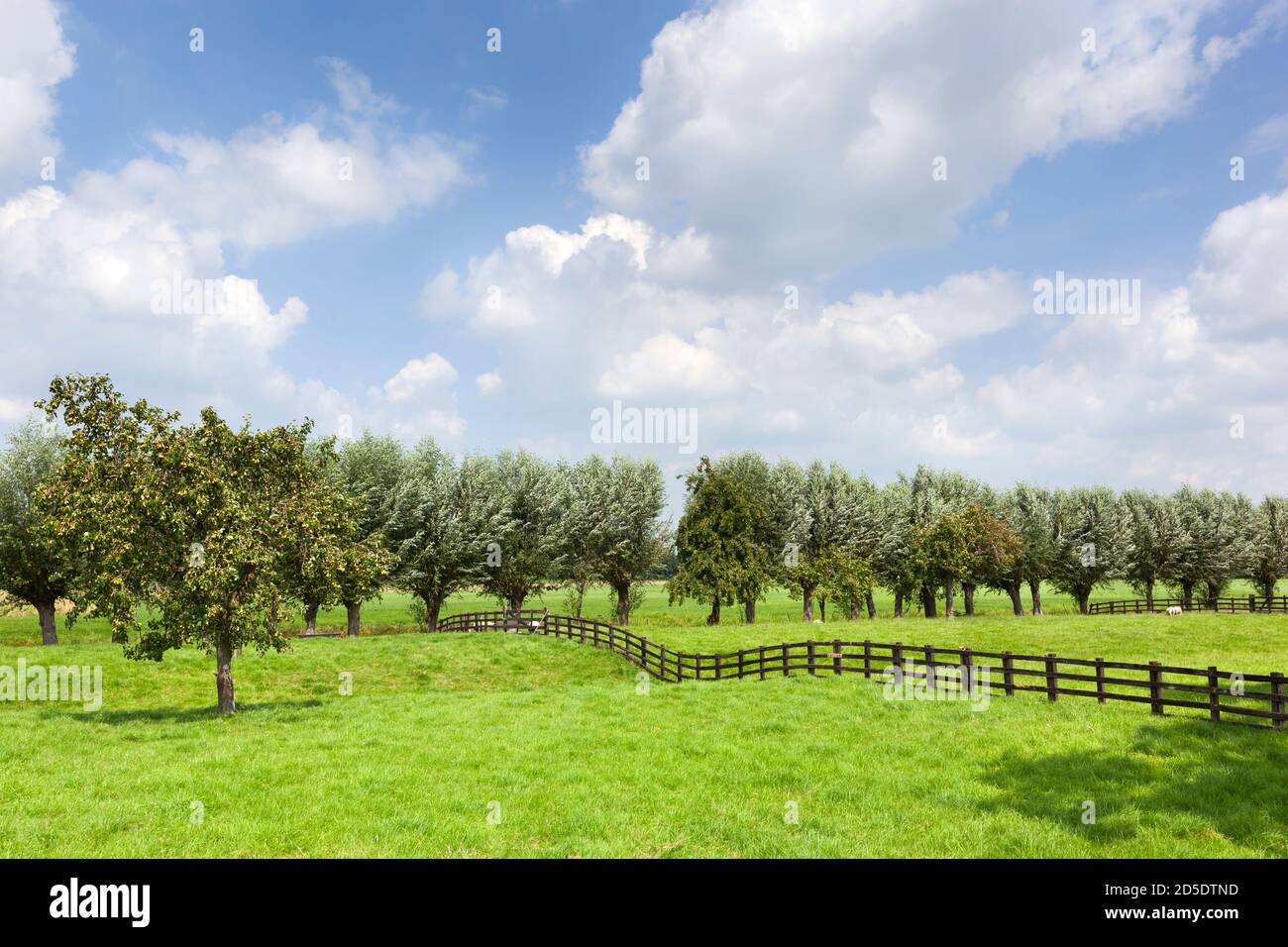 Dutch rural grass landscape with a wooden fence and a pear tree in Meerkerk in the Netherlands Stock Photo