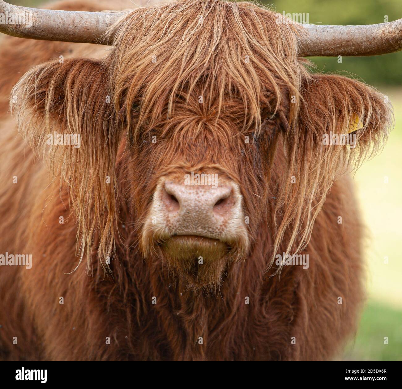 Highland Cattle looking in your eyes with its long hairs Stock Photo