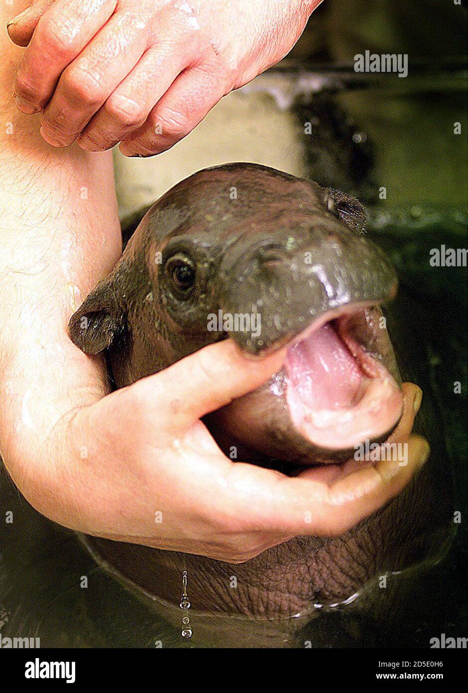 A baby pygmy hippo is bathed by a keeper at Whipsnade Wild Animal Park  January 13. The hippo, which originates from the Liberian Lowland Forest,  is given round the clock care at