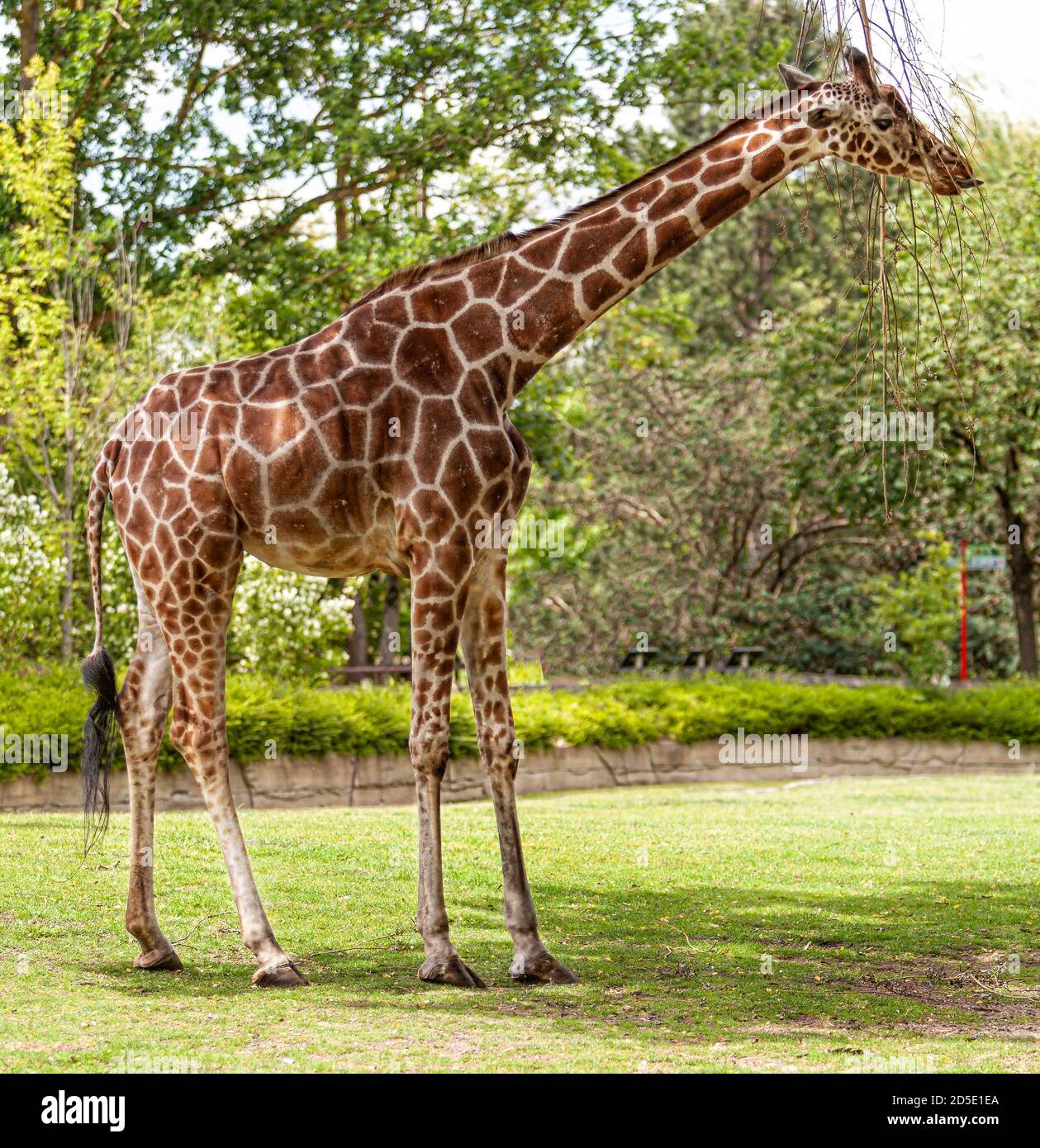 Giraffe is eating from a tree Stock Photo