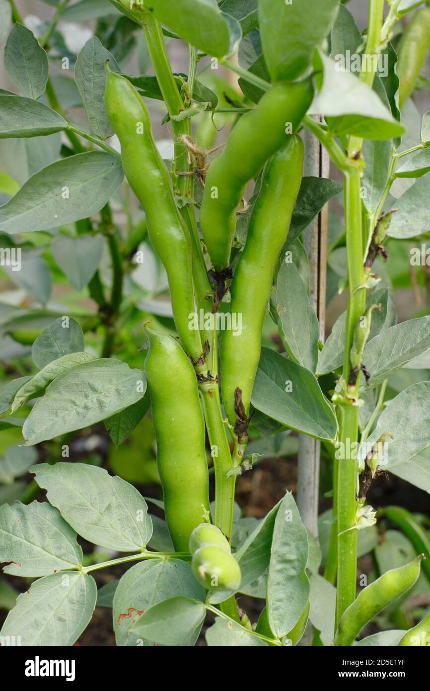 Vicia faba 'Bunyard's Exhibition'. Broad beans in pods growing ina domestic kitchen garden. UK Stock Photo