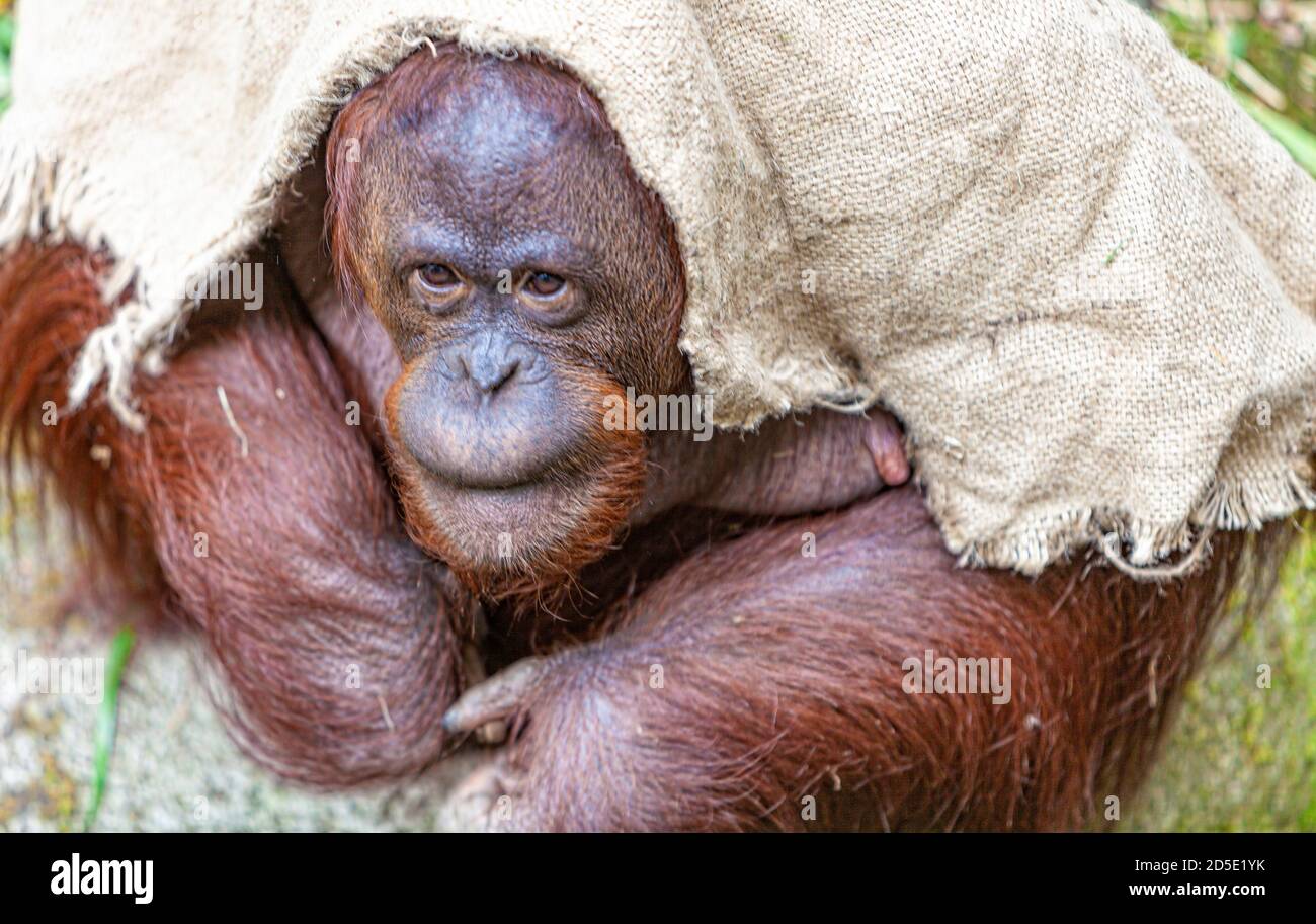 Orangutan Fingers High Resolution Stock Photography And Images Alamy