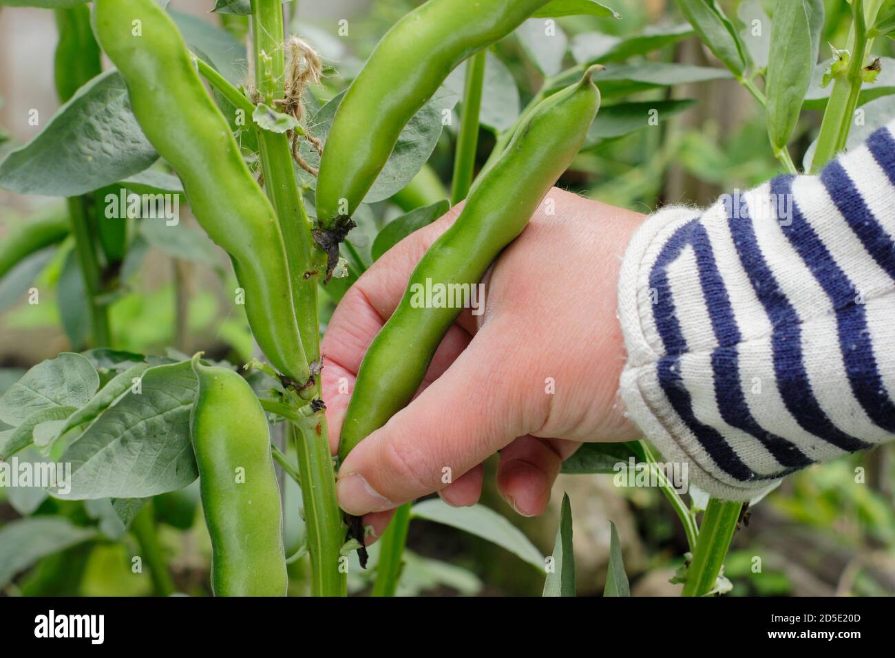 Vicia faba 'Bunyard's Exhibition'. Picking broad beans by hand in a domestic kitchen garden. UK Stock Photo