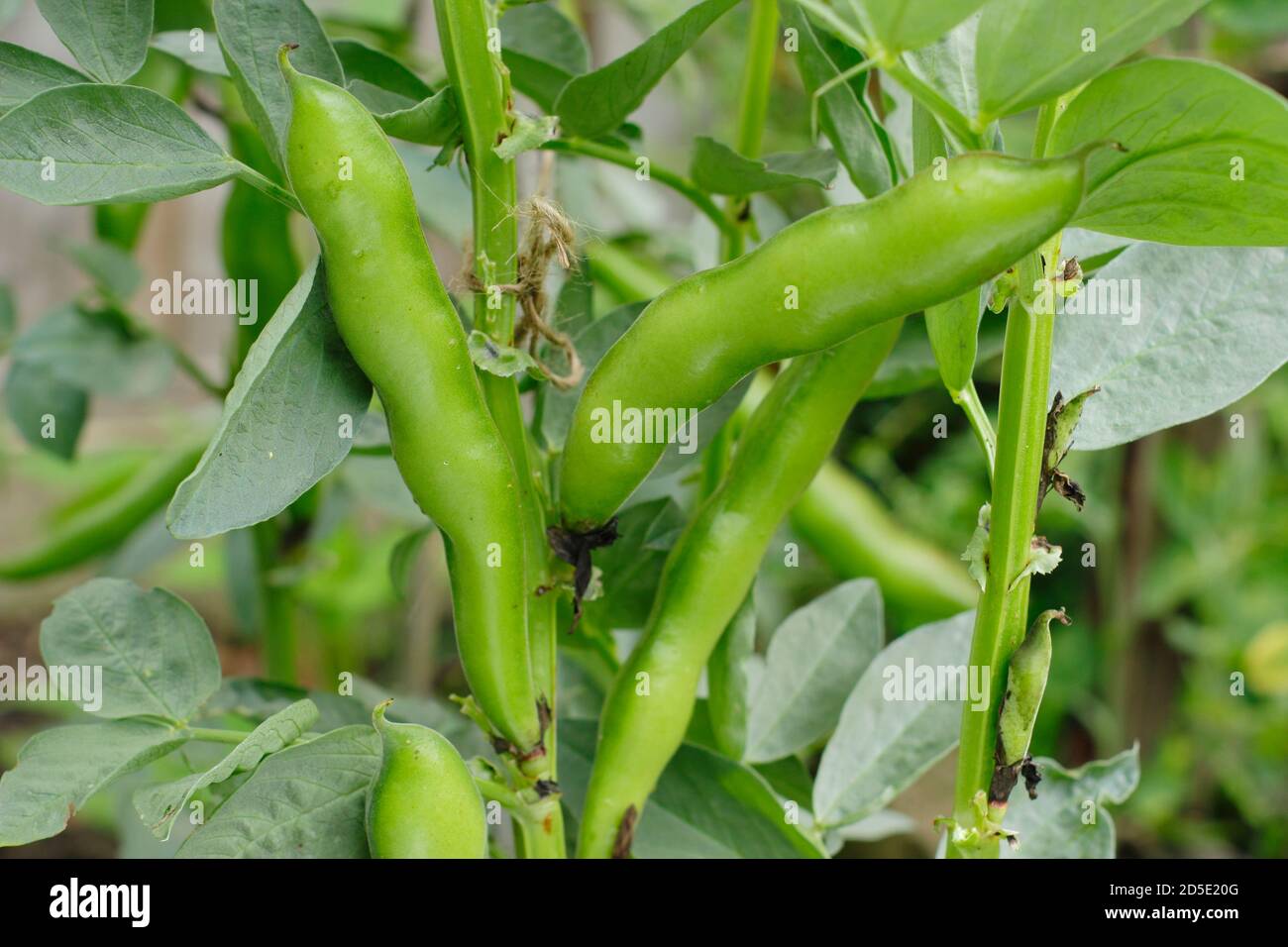 Broad bean plant bunyards hi-res stock photography and images - Alamy