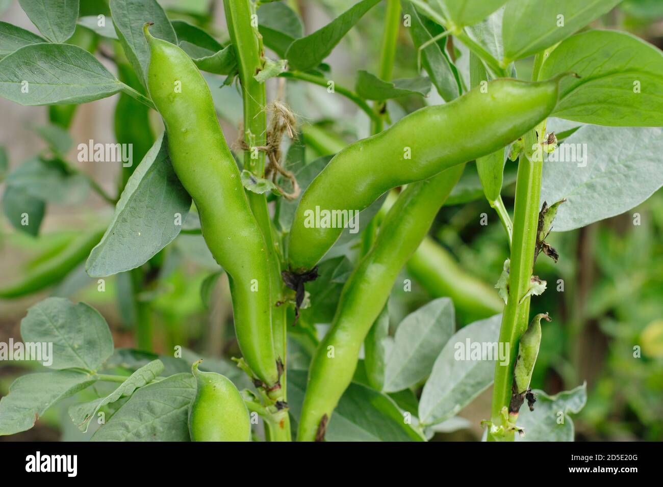 Vicia faba 'Bunyard's Exhibition'. Broad beans in pods growing ina domestic kitchen garden. UK Stock Photo