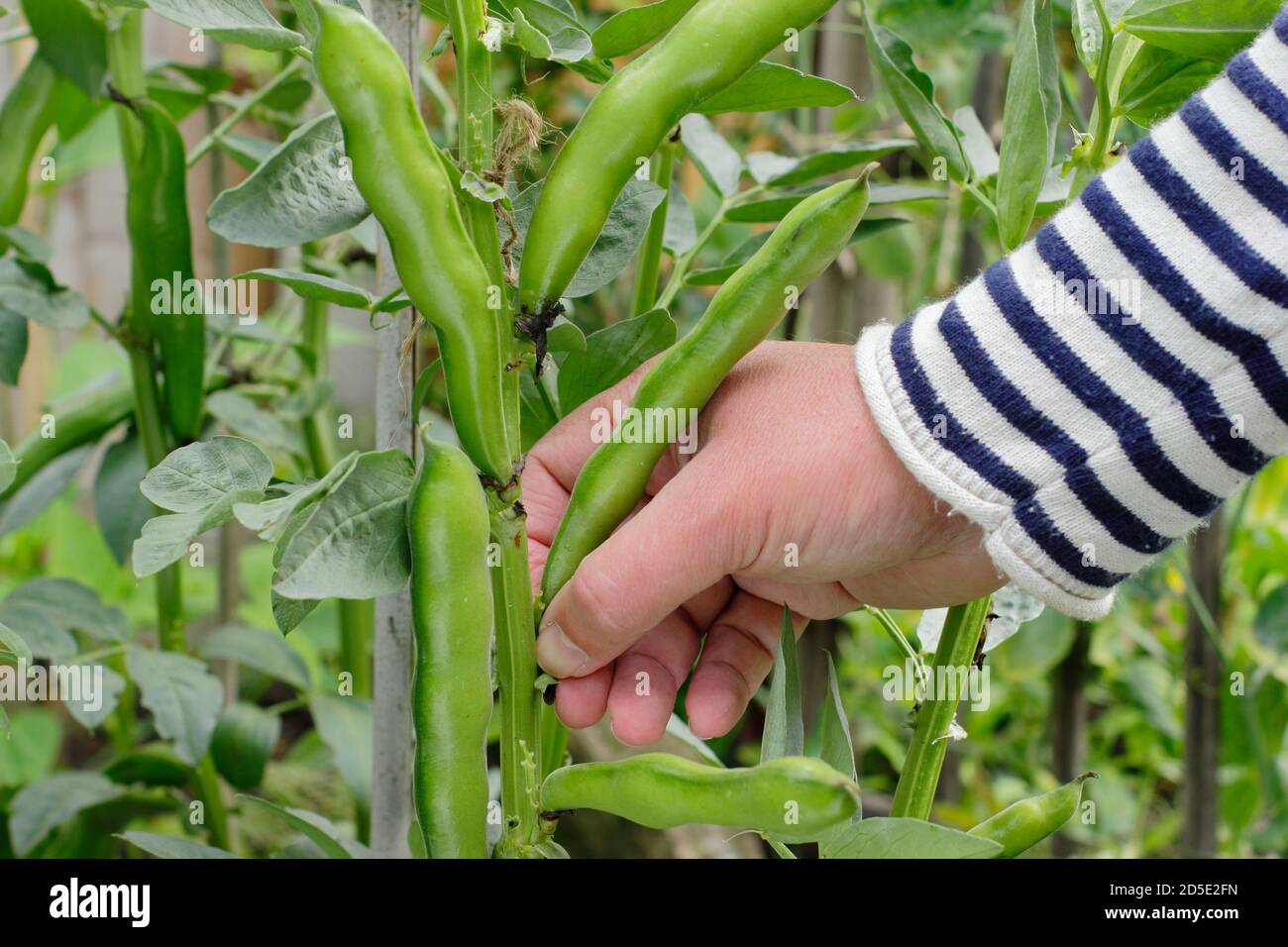 Vicia faba 'Bunyard's Exhibition'. Picking broad beans by hand in a domestic kitchen garden. UK Stock Photo