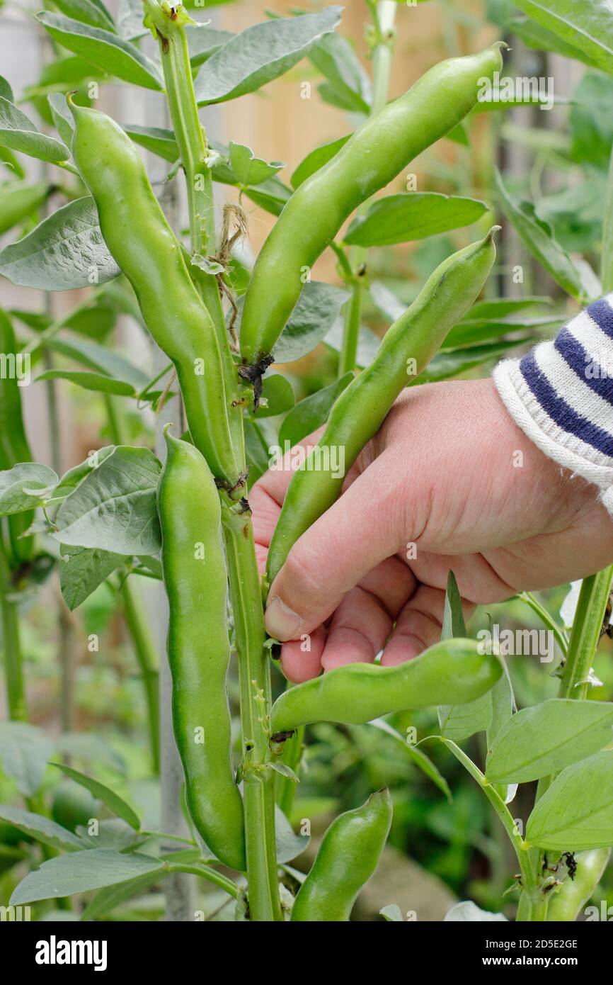 Vicia faba 'Bunyard's Exhibition'. Picking broad beans by hand in a domestic kitchen garden. UK Stock Photo
