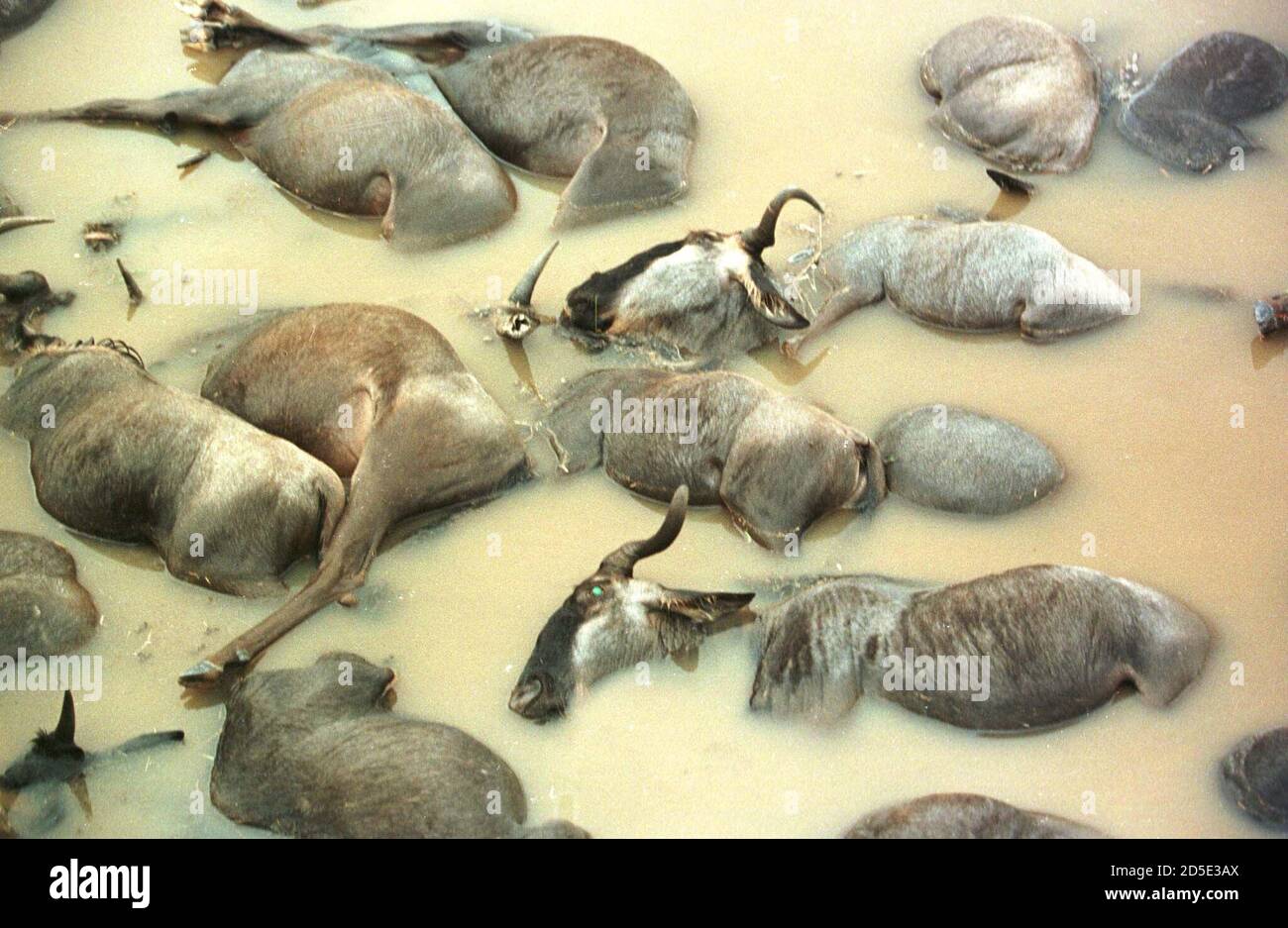 Wildebeest lie dead in a pool after they became victims of a swollen river in the sprawling Maasai Mara game reserve in Kenya during their seasonal migration August 2. Hundreds of the Wildebeest lie dead in a pool after they became victims of a swollen river in the sprawling Maasai Mara game reserve in Kenya during their seasonal migration August 2. Hundreds of the