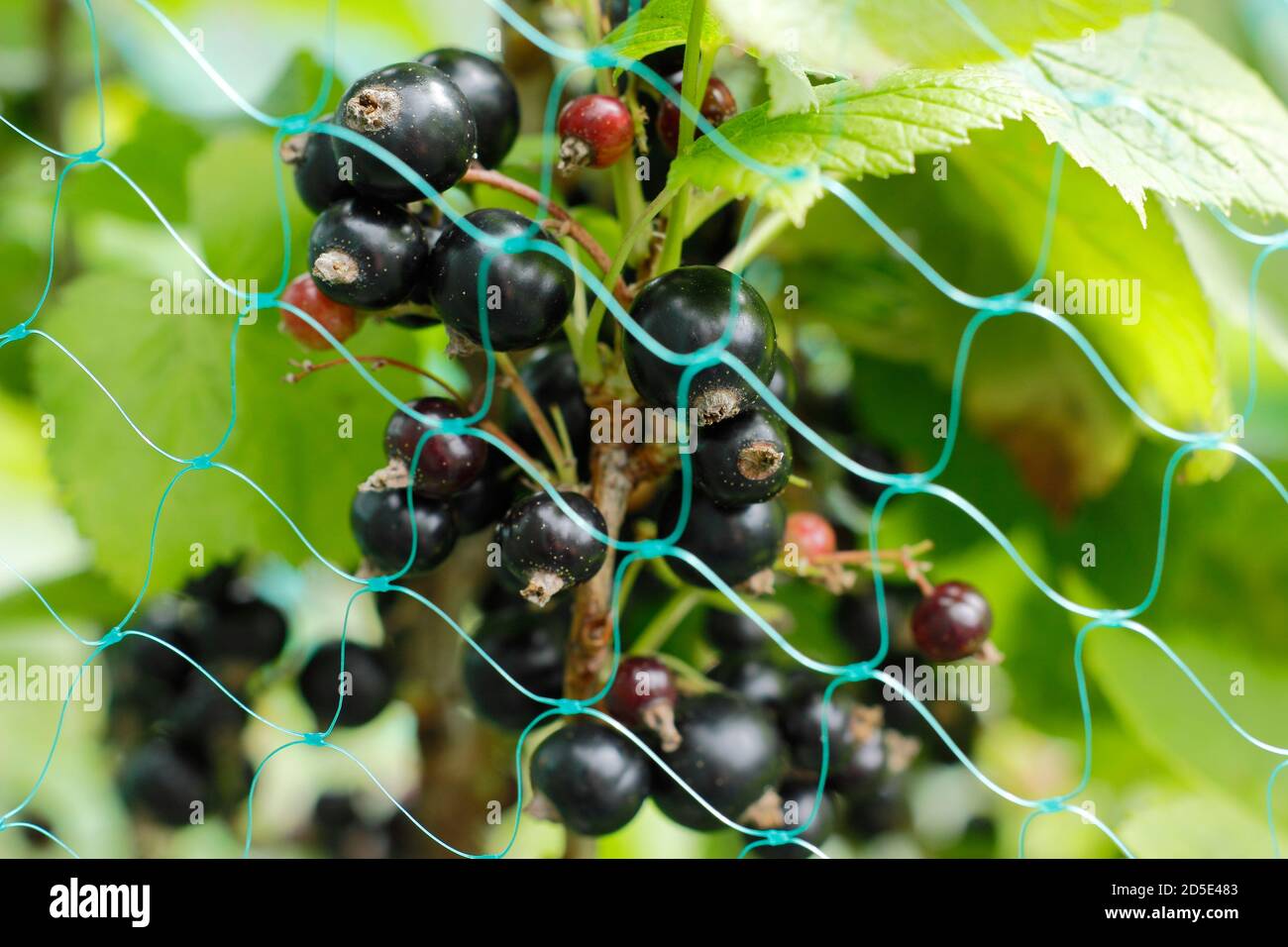Ribes nigrum. Blackcurrants protected with netting. UK Stock Photo