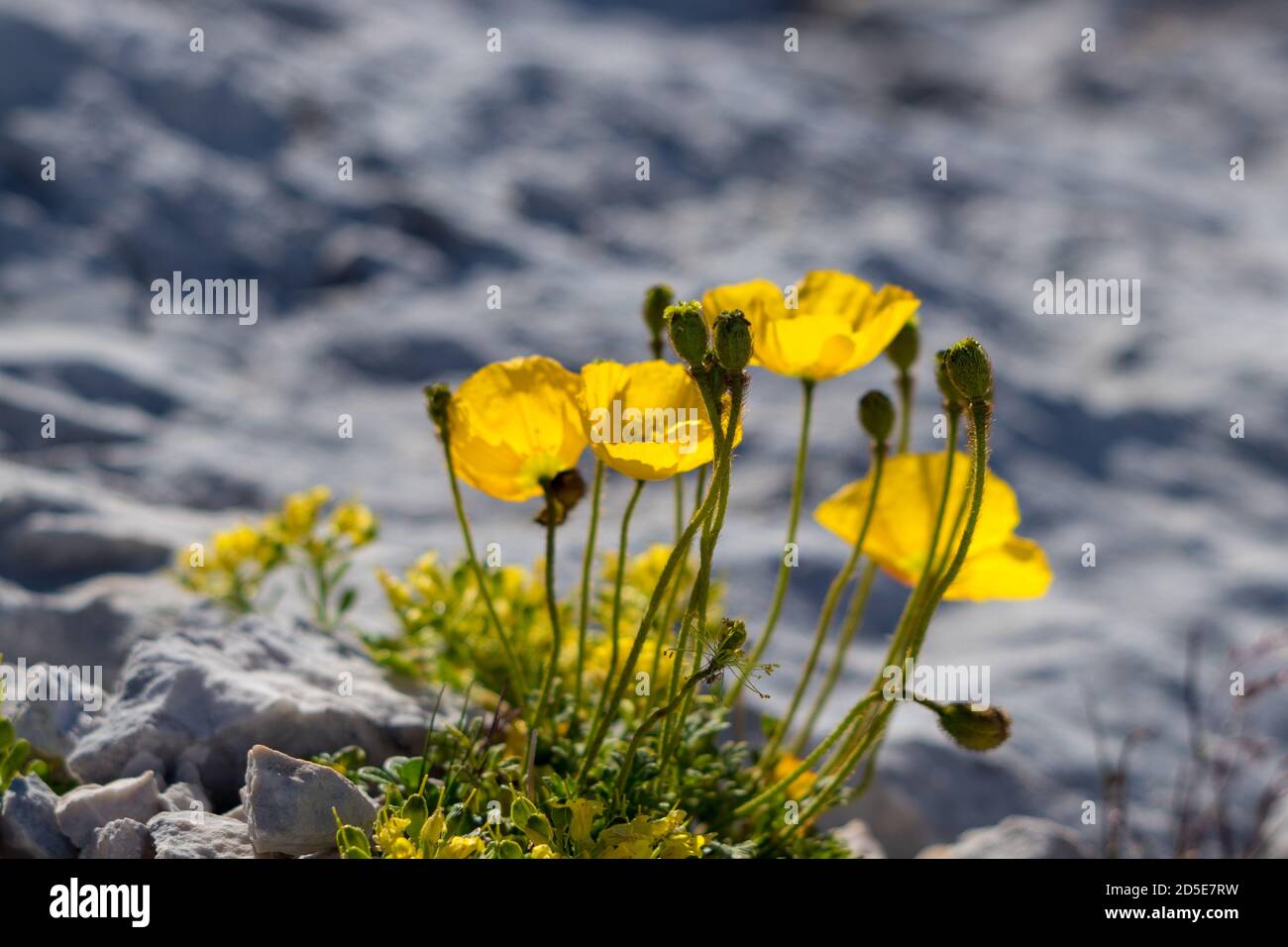 Papaver alpinum flowers in the mountains Stock Photo