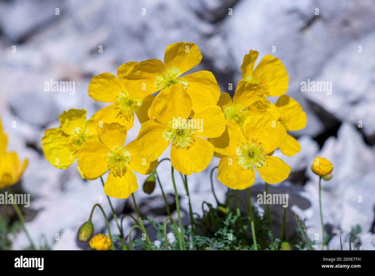 Pretty Papaver alpinum flowers in the mountains Stock Photo