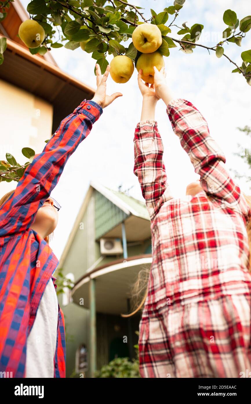 Vitamins. Happy brother and sister gathering apples in a garden ...