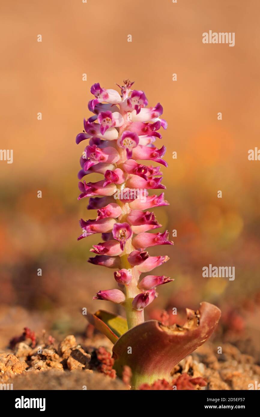Colorful flowering bulb (Lachenalia carnosa) of the family Asparagaceae, Namaqualand, South Africa Stock Photo