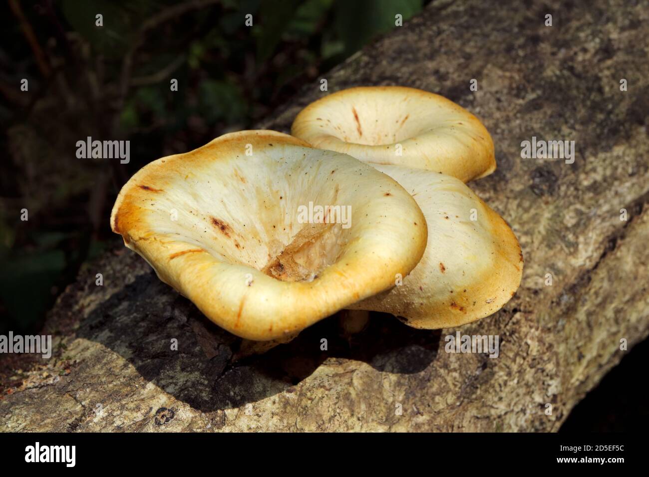 Close-up view of a funnel woodcap tree fungus (Lentinus sajor-caju), South Africa Stock Photo
