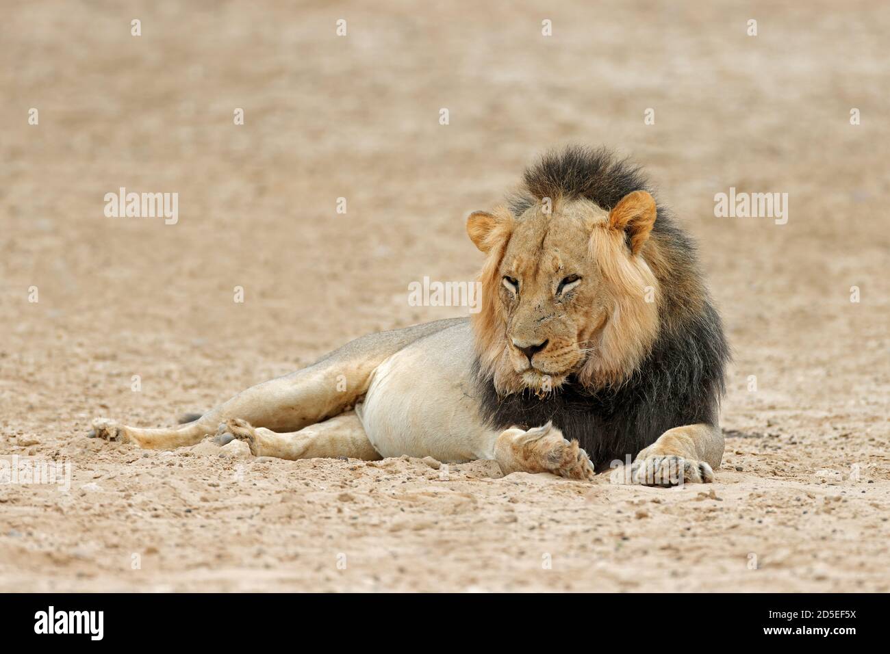 Male south african lion hi-res stock photography and images - Alamy