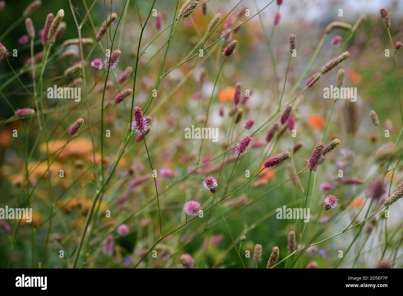 Pink and orange summer flowers Stock Photo Alamy
