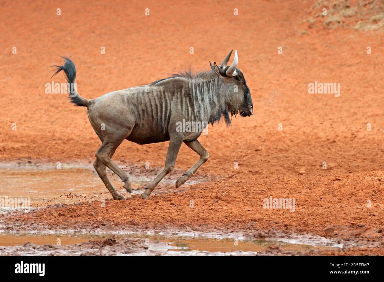 A blue wildebeest (Connochaetes taurinus) running, , Mokala National Park, South Africa Stock Photo