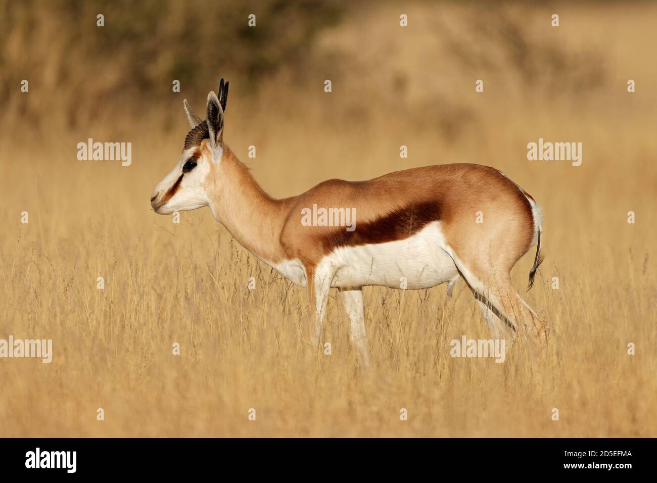 A springbok antelope (Antidorcas marsupialis) in grassland, Mokala National Park, South Africa Stock Photo