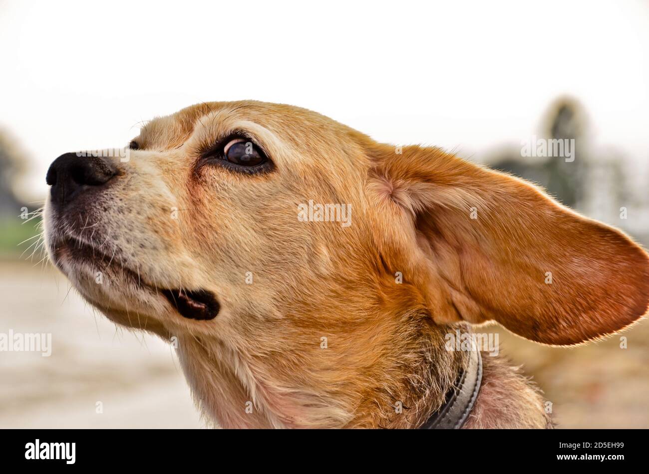Beagle floppy best sale