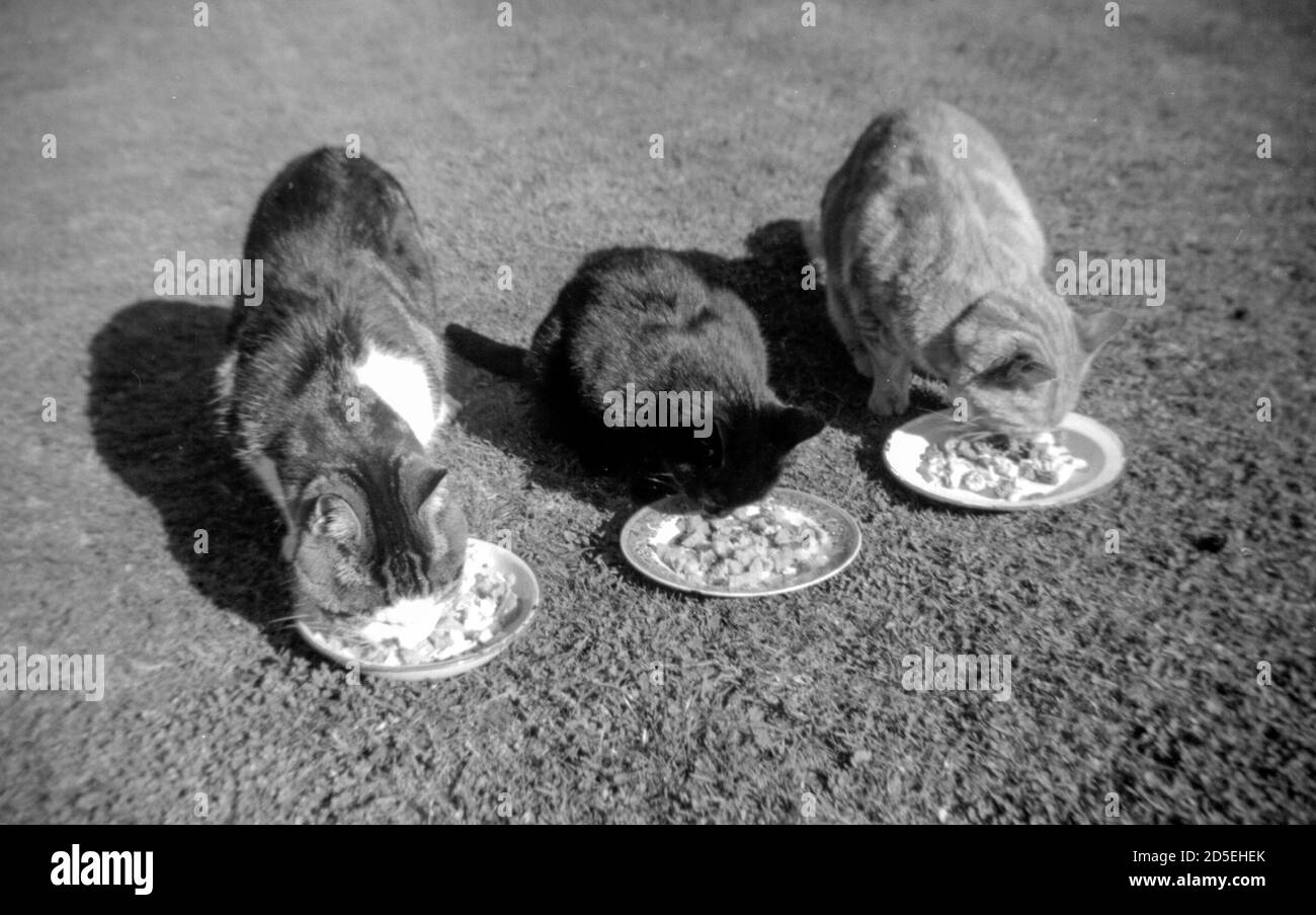 in the 1950s, three cats in a row enjoy eating in the garden Stock Photo