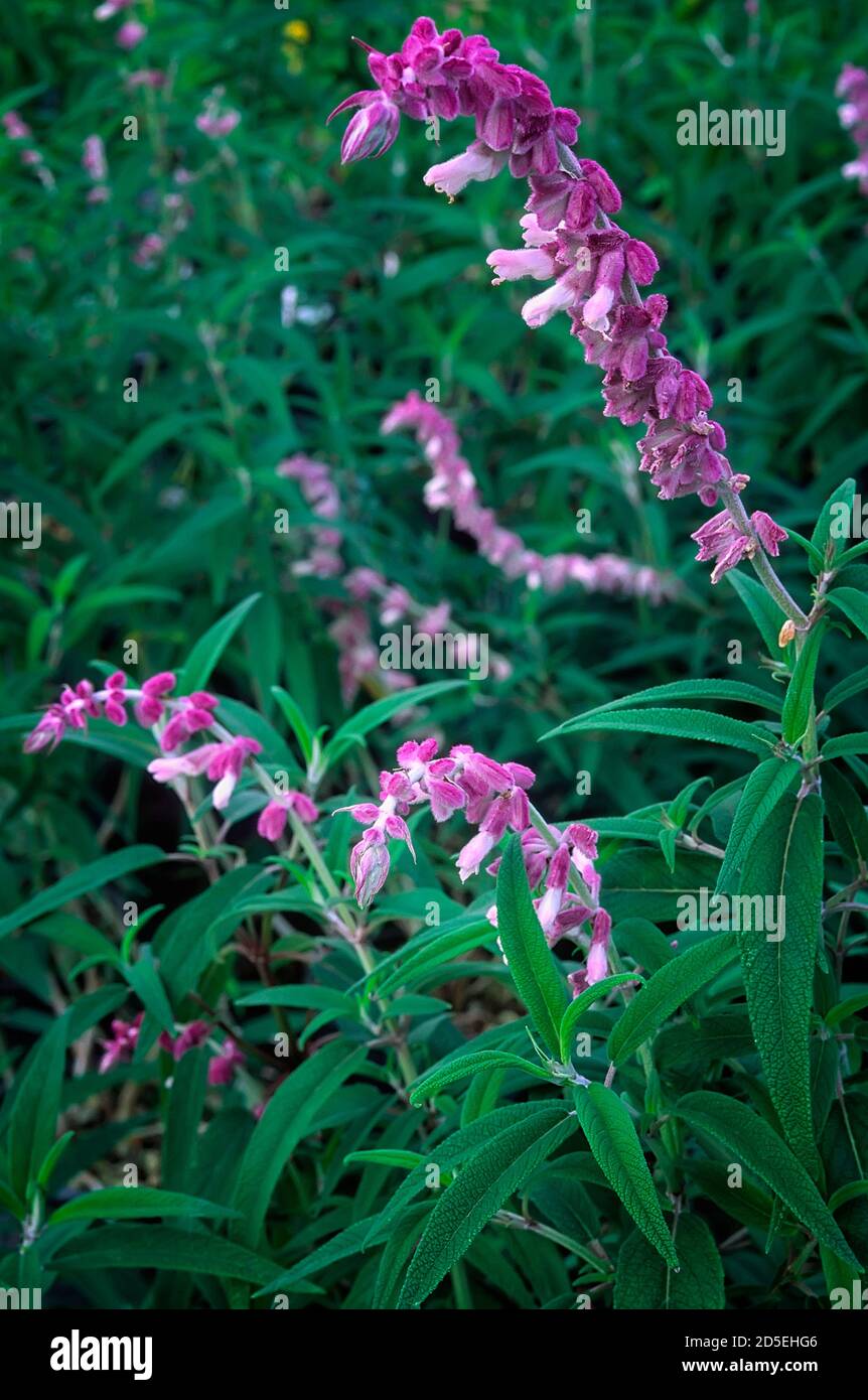 Salvia leucantha; Lamiaceae; ornamental sage; perennial herb; flower withe and violet Stock Photo