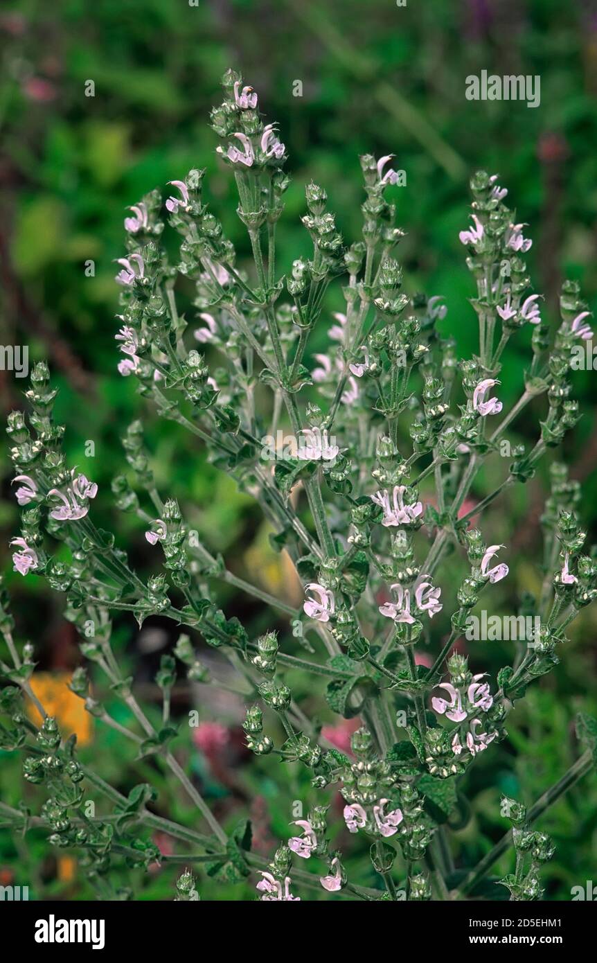 Salvia aethiopis; Lamiaceae; ornamental sage; perennial herb; flower white Stock Photo