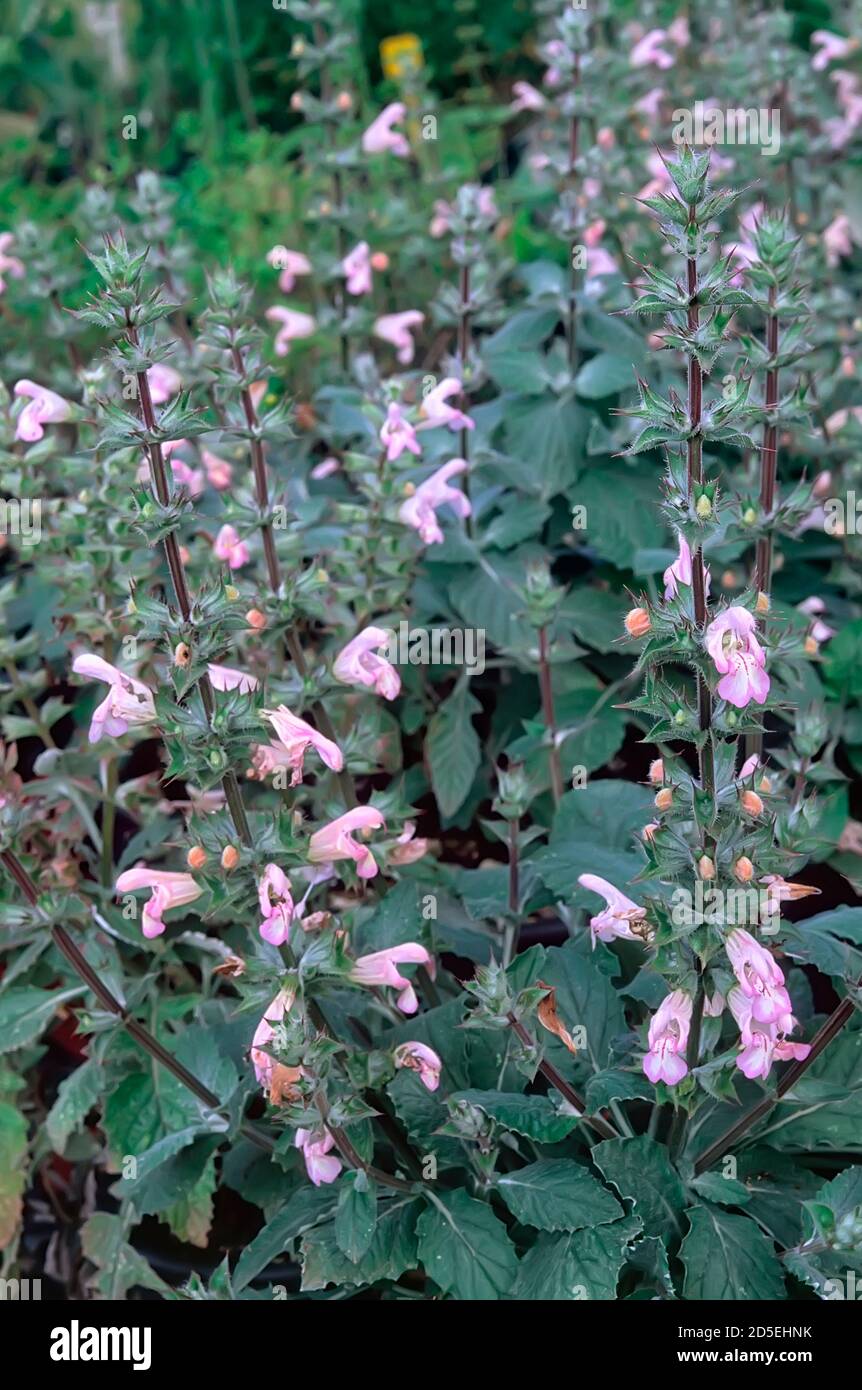 Salvia taraxacifolia; Lamiaceae; ornamental sage; perennial herb; flower pink Stock Photo Alamy