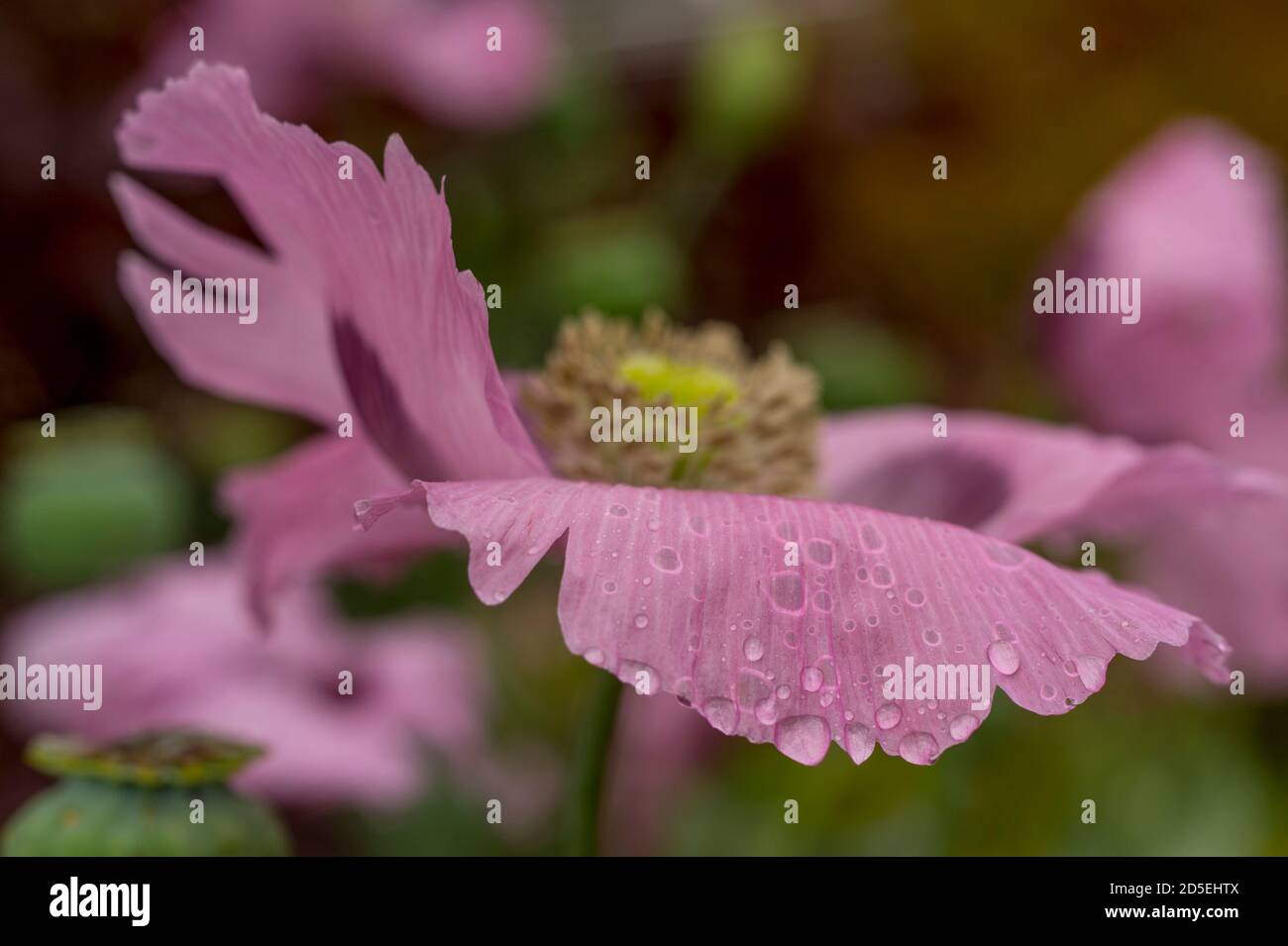 Close-up of purple poppy flower in a garden in Kirkland, Washington State, USA. Stock Photo
