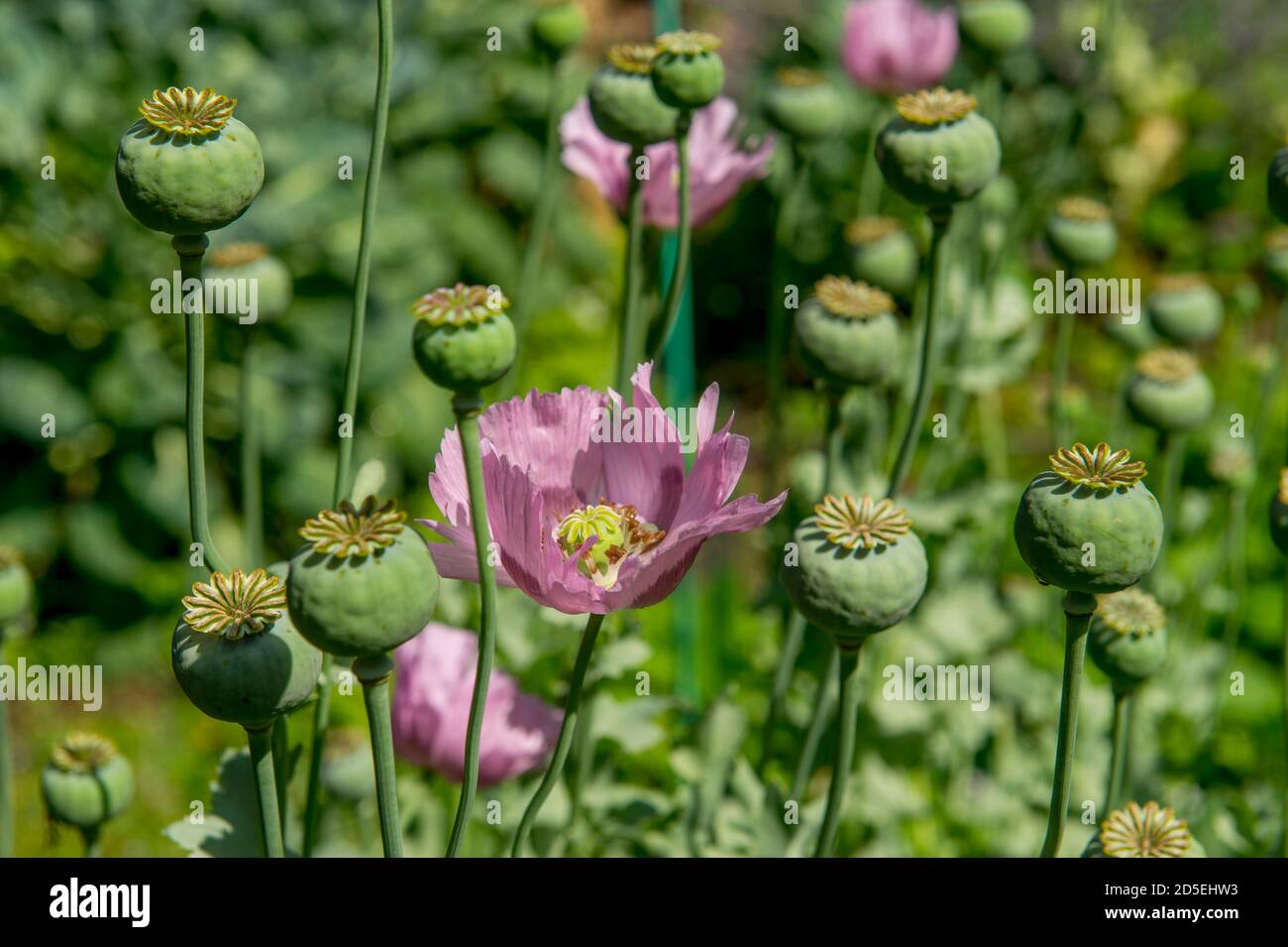 A purple poppy flower and seedpods in a garden in Kirkland, Washington State, USA. Stock Photo