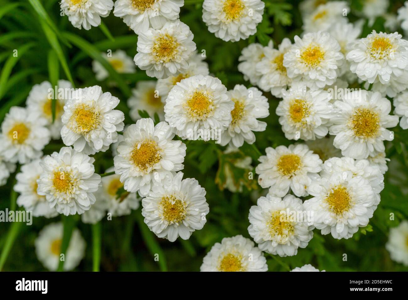 Feverfew or White Wonder (Tanacetum parthenium) flowers in a garden in Kirkland, Washington State, USA. Stock Photo