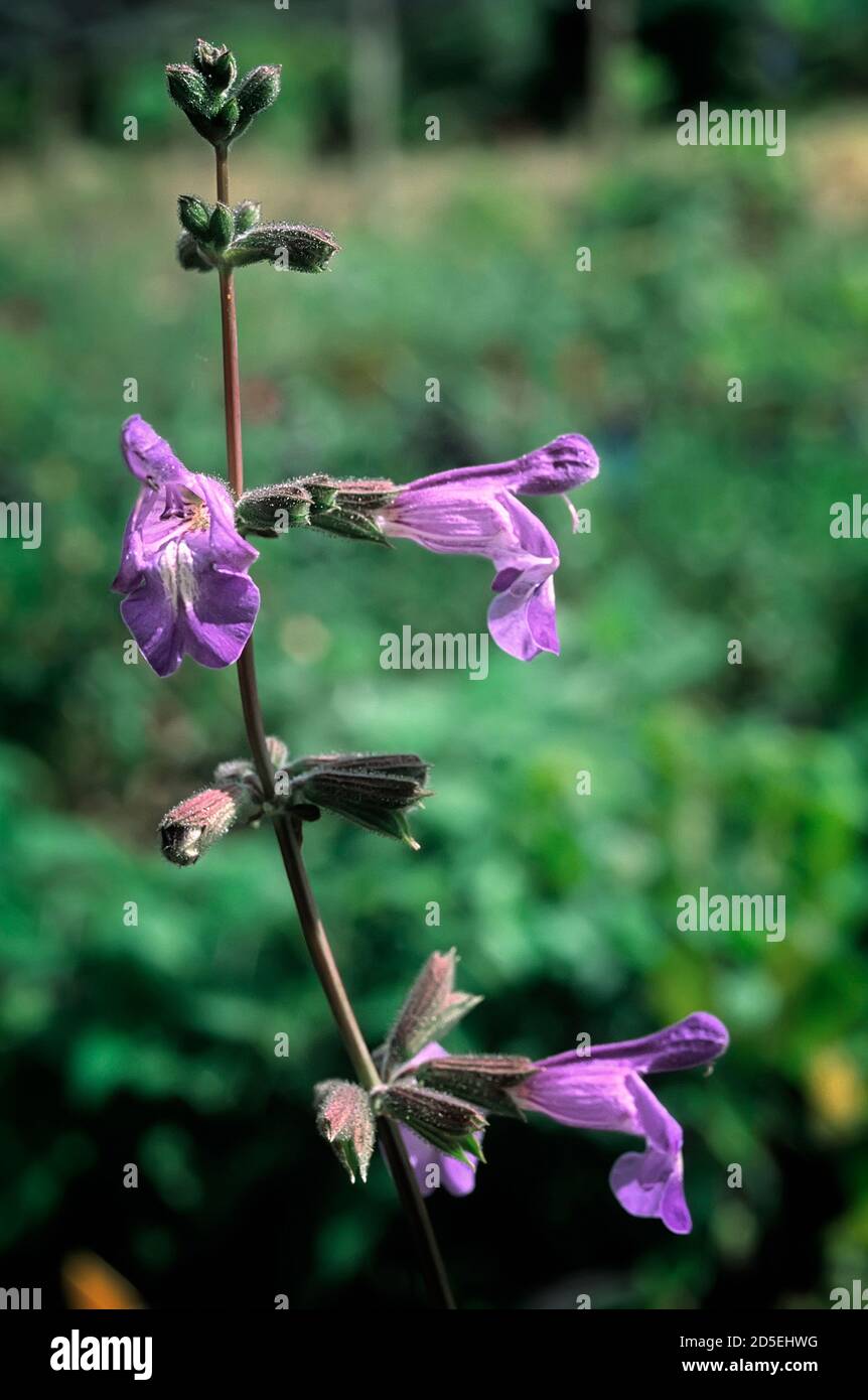 Salvia interrupta; Lamiaceae; ornamental sage; perennial herb; flower pink Stock Photo