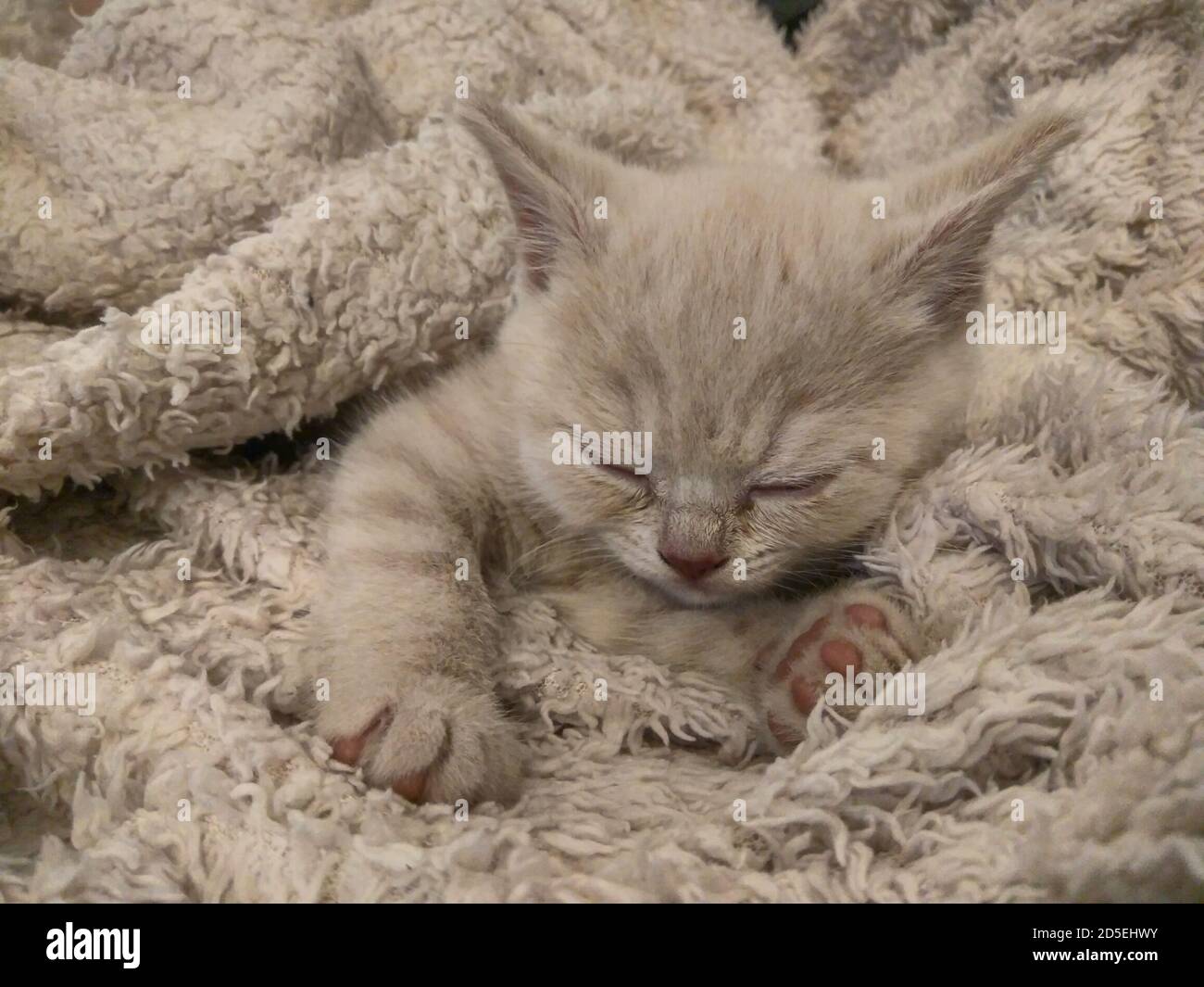 Cute ginger cat with eyes closed resting on a fluffy blanket Stock ...
