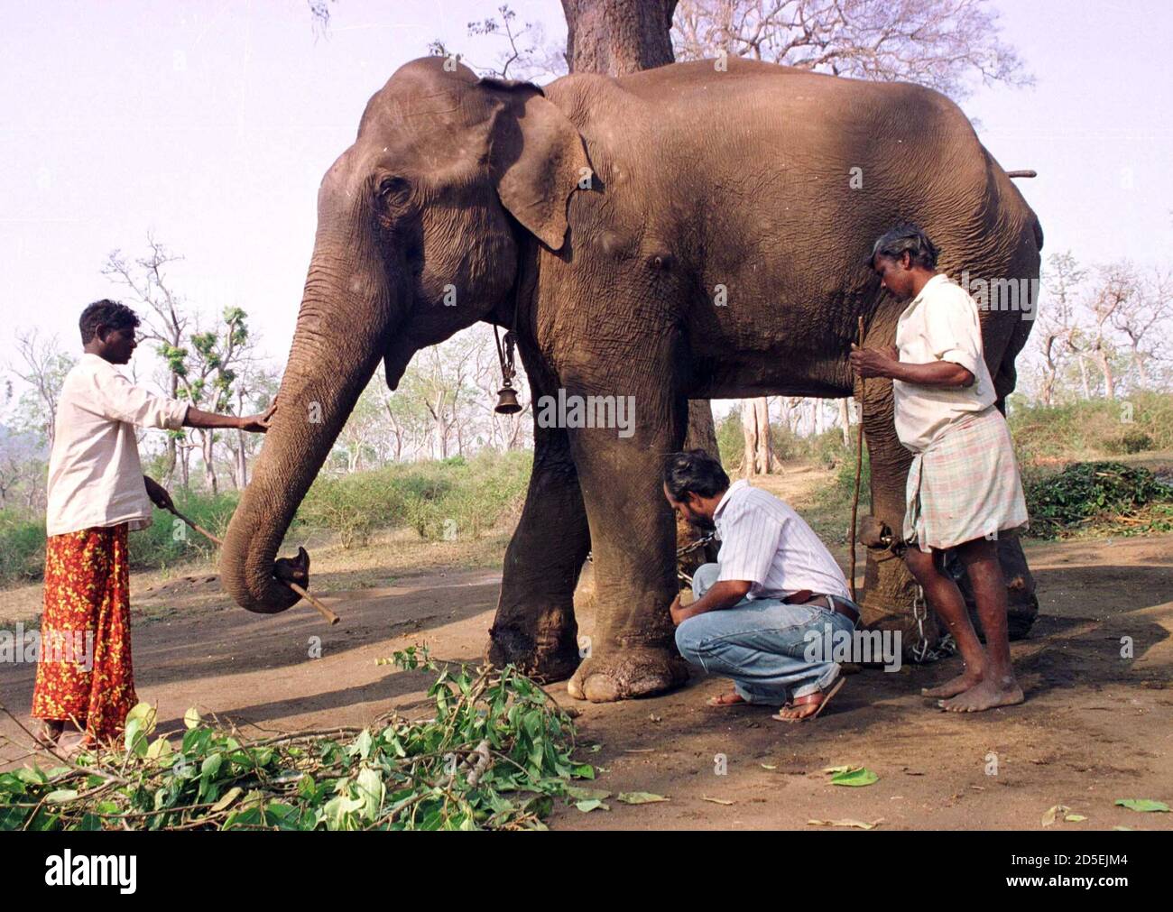 FOR RELEASE WITH STORY BC-INDIA-ELEPHANT - 