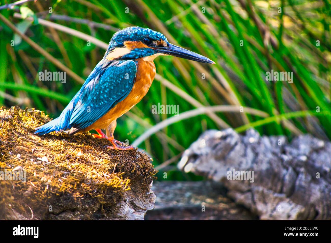 Kingfisher, Alcedo athis, Monfragüe National Park, Biosphere Reserve, Cáceres Province, Extremadura, Spain, Europe Stock Photo