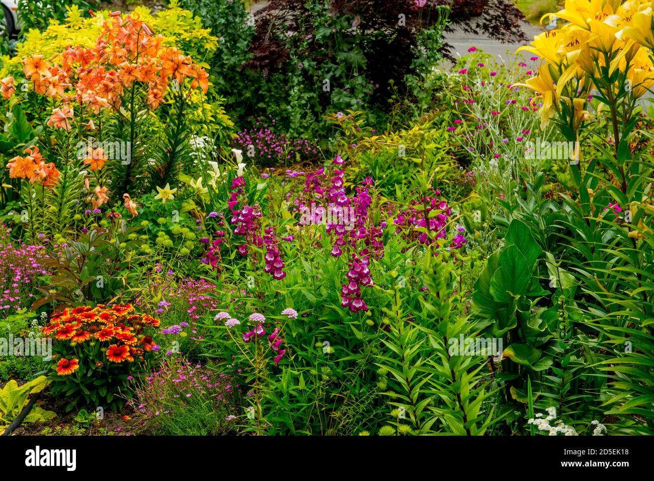 Close-up of Indian Blanket (Gaillardia) flowers in a garden in Kirkland, Washington State, USA. Stock Photo