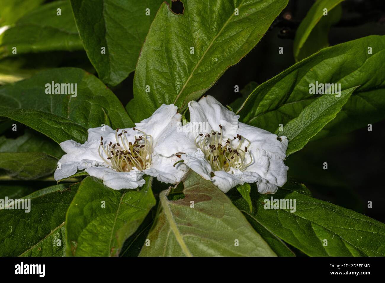Flowers of Common Medlar (Mespilus germanica 'Macrocarpa') Stock Photo