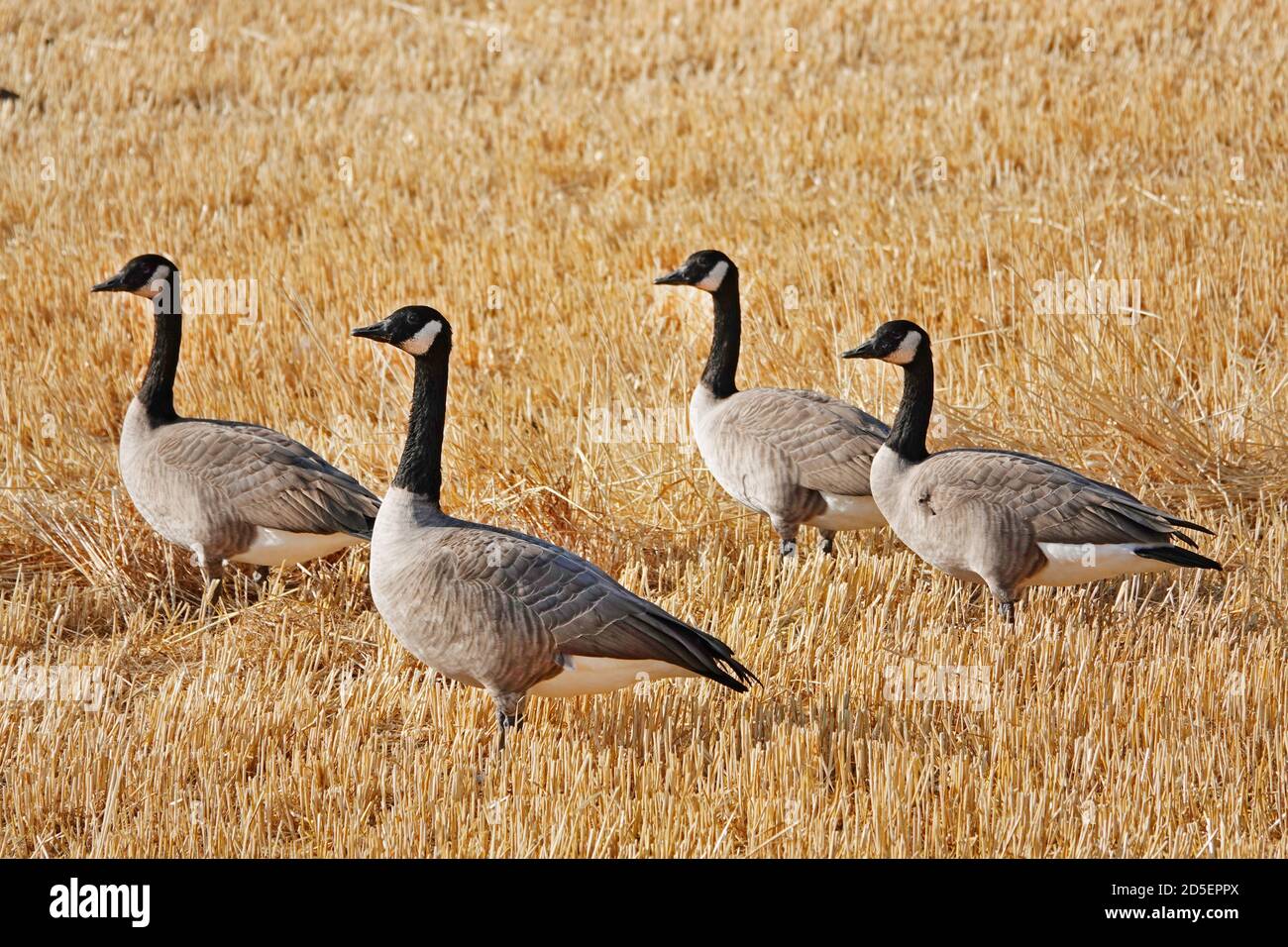 A flock of Canada geese in a wheat field near the city of Bend, in central Oregon. Stock Photo