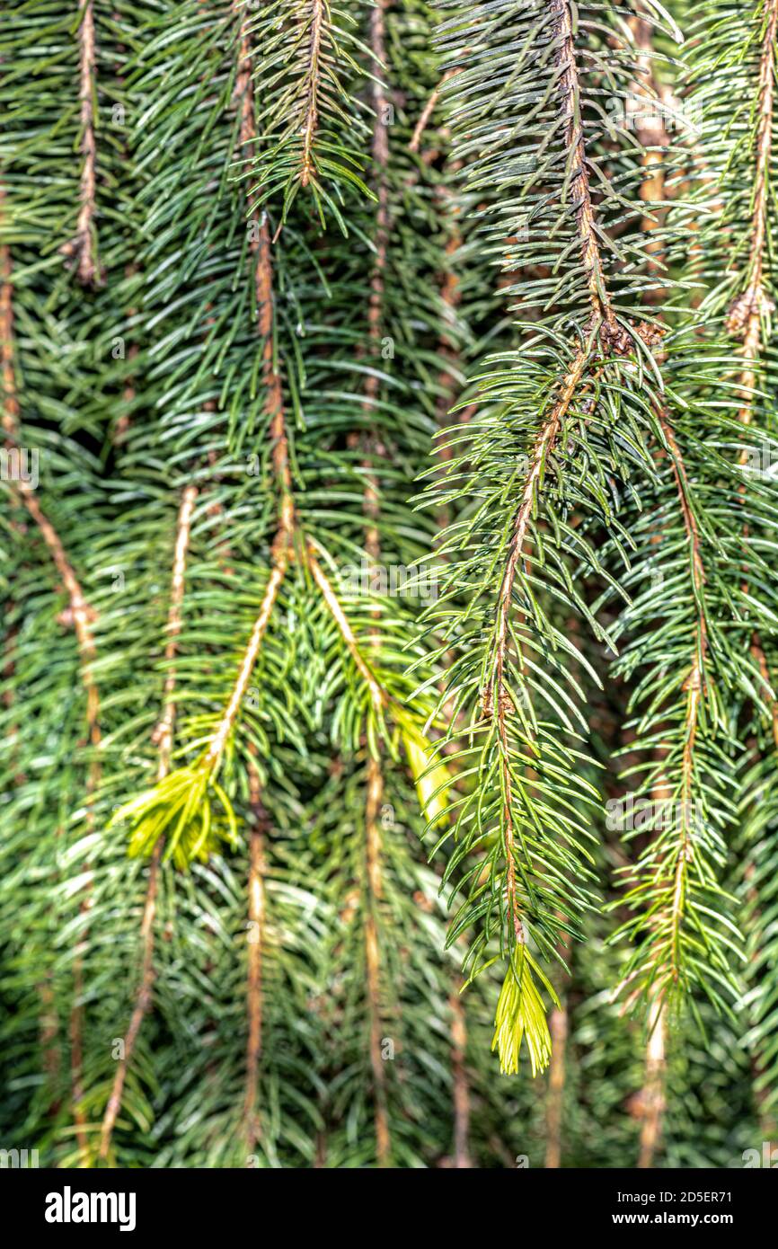 Leaves of Norway Spruce (Picea abies 'Cranstonii') Stock Photo