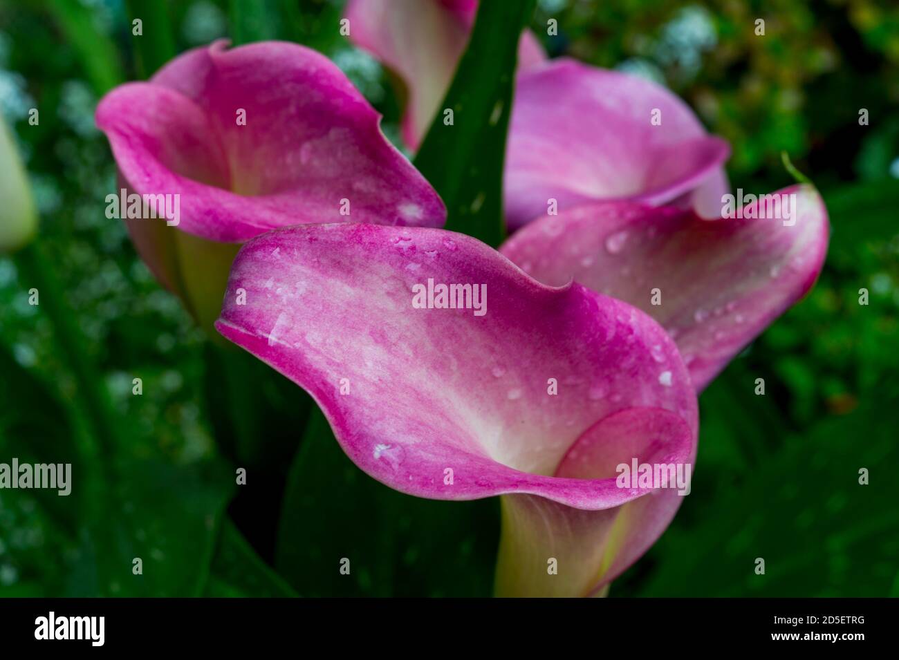 Pink Zantedeschia hybrid calla lilies in a garden in Kirkland
