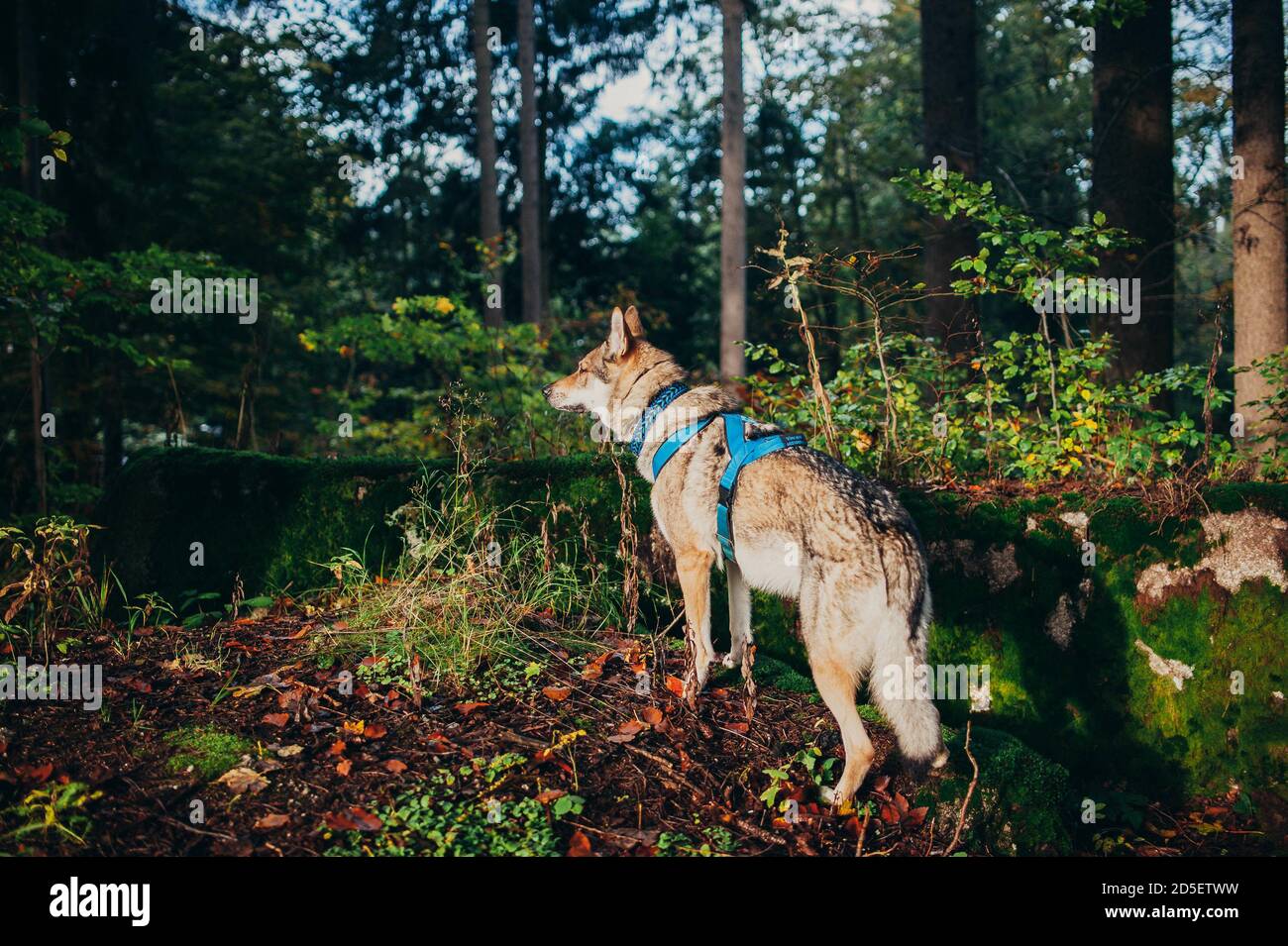 View of wolfdog with harness standing on the ground Stock Photo